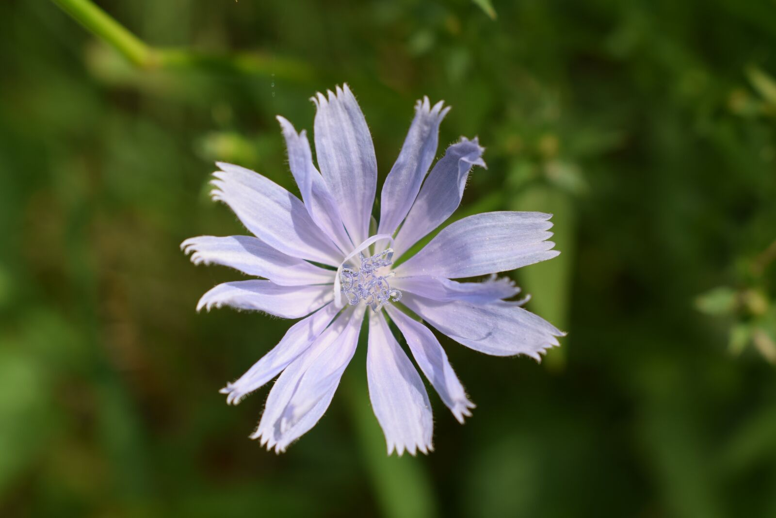 Nikon D3300 sample photo. Flower, white, purple photography