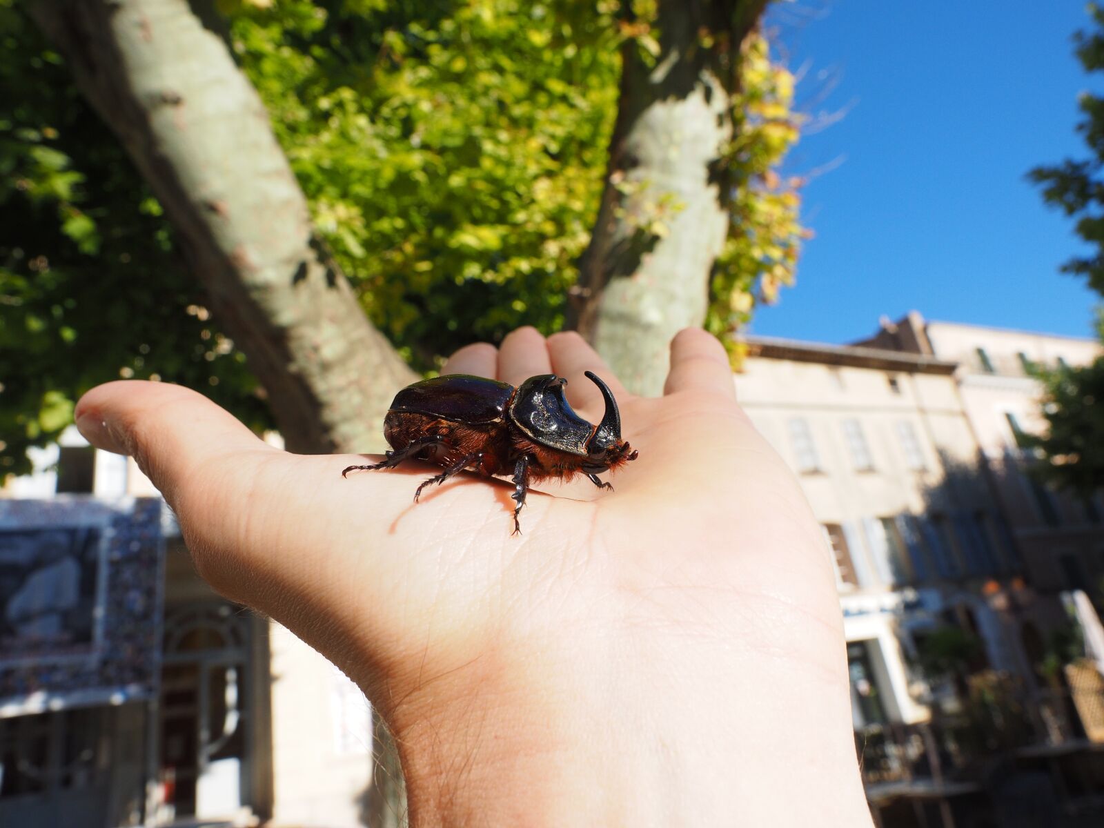 Olympus OM-D E-M1 + Olympus M.Zuiko Digital ED 12-40mm F2.8 Pro sample photo. Rhinoceros beetle, beetle, krabbeltier photography