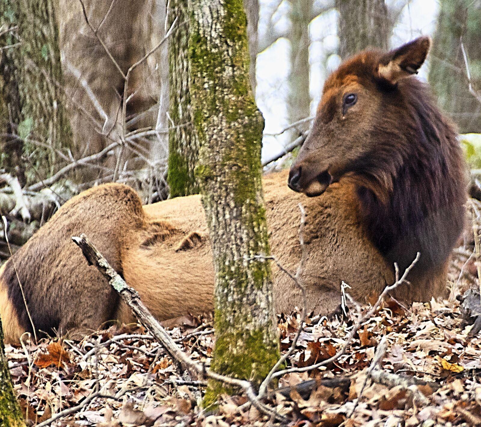 Nikon D850 sample photo. Elk, animal, female photography