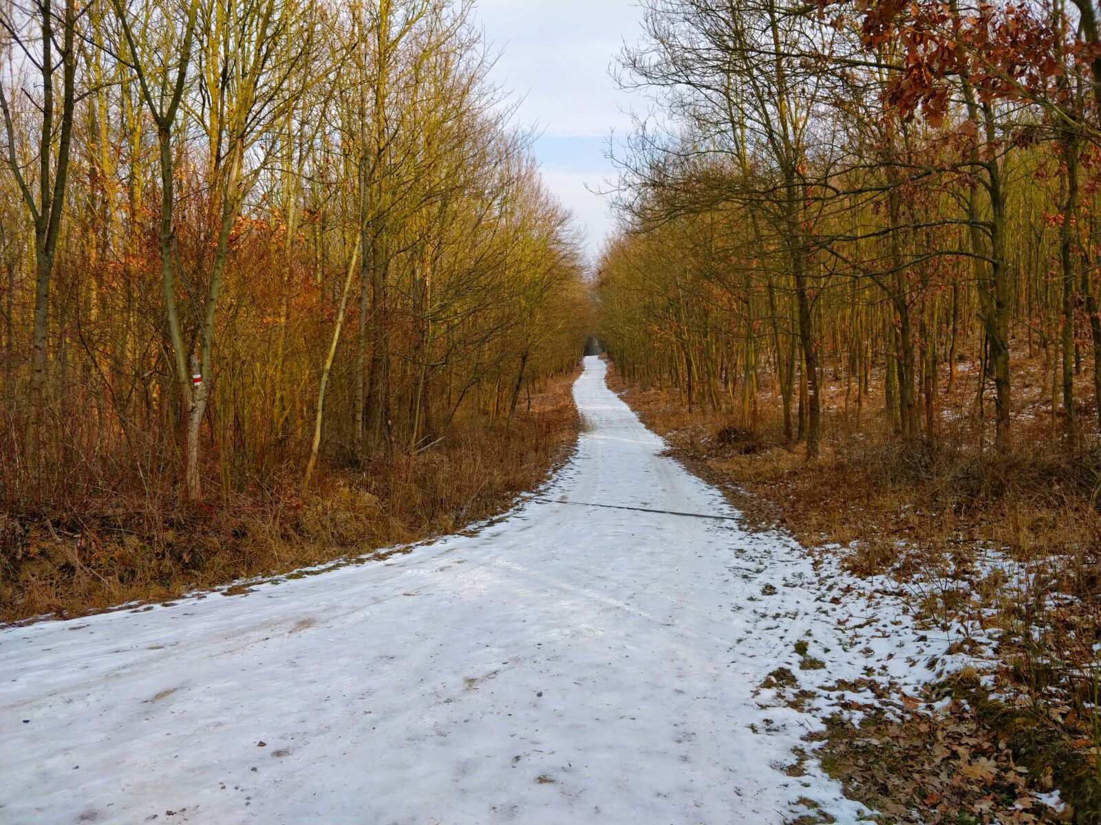 OnePlus 5 sample photo. Path, forest, snowy photography