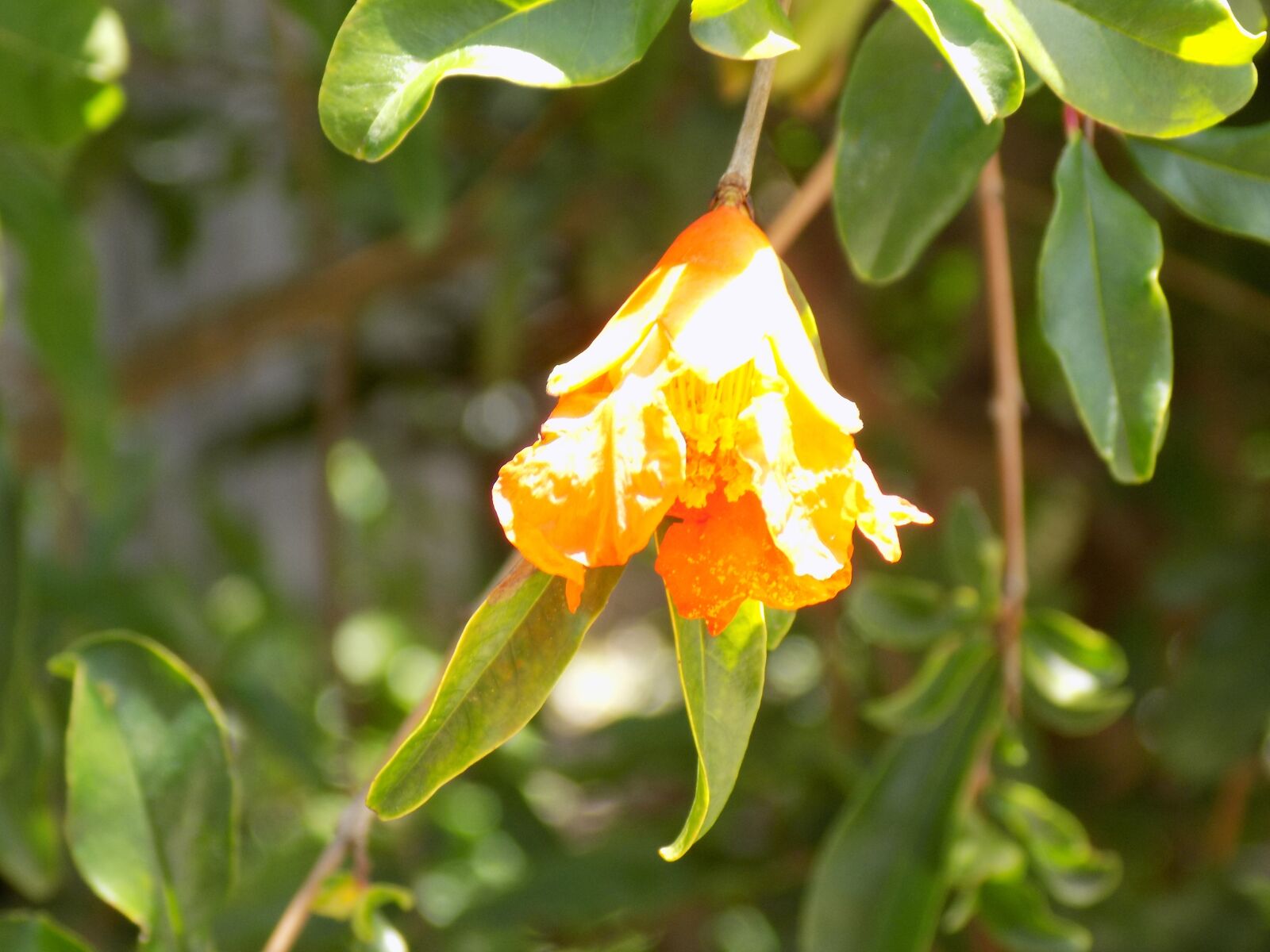 Nikon COOLPIX L340 sample photo. Yellow, flower, pomegranate photography