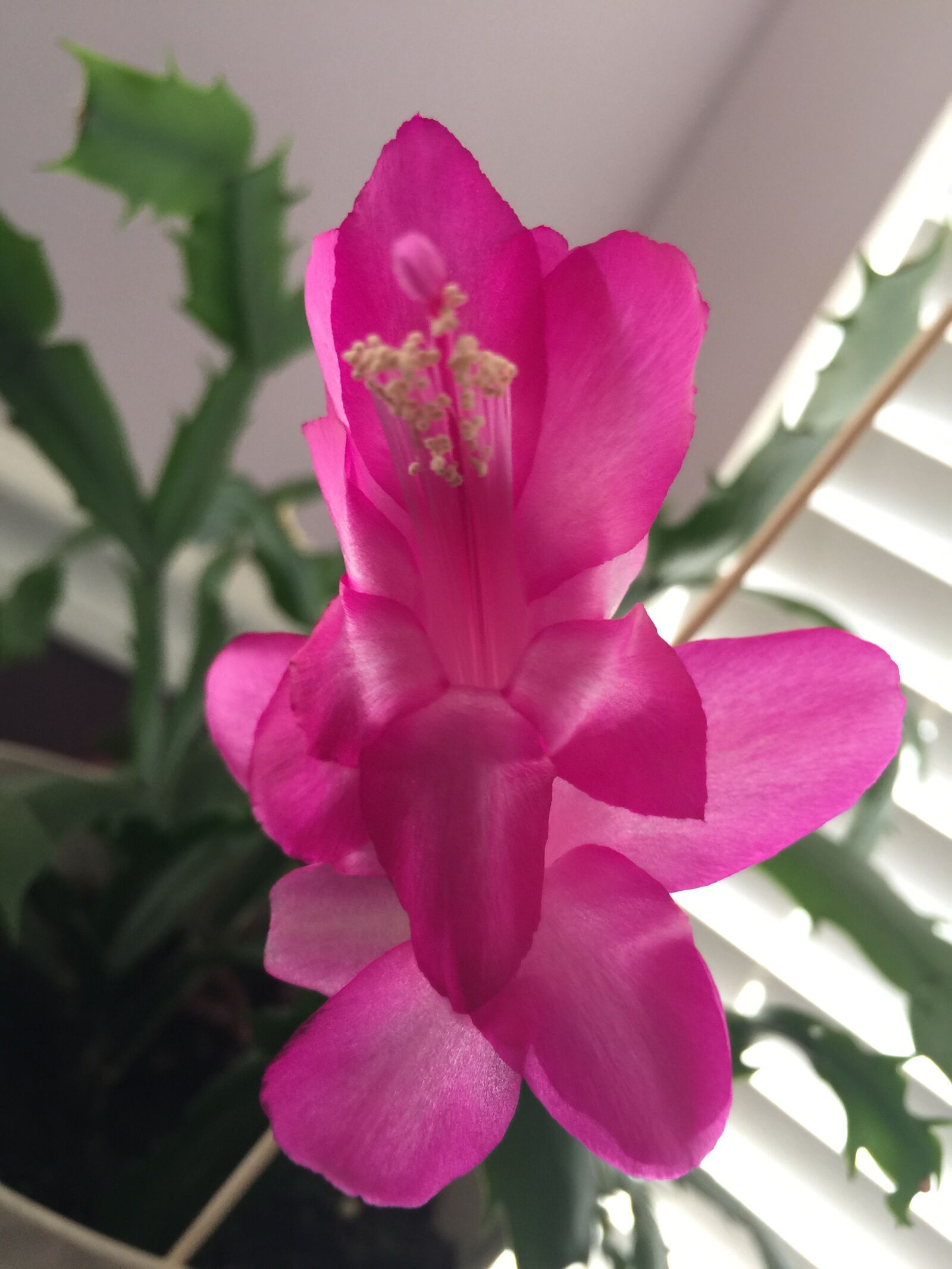Apple iPhone 6 Plus sample photo. Christmas plant, pink, bloom photography