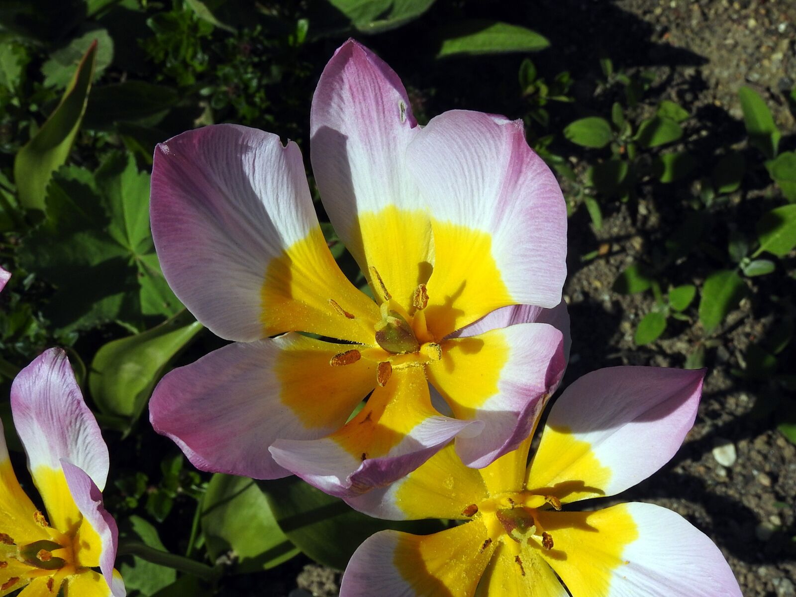 Nikon Coolpix P900 sample photo. Tulip, blossom, bloom photography