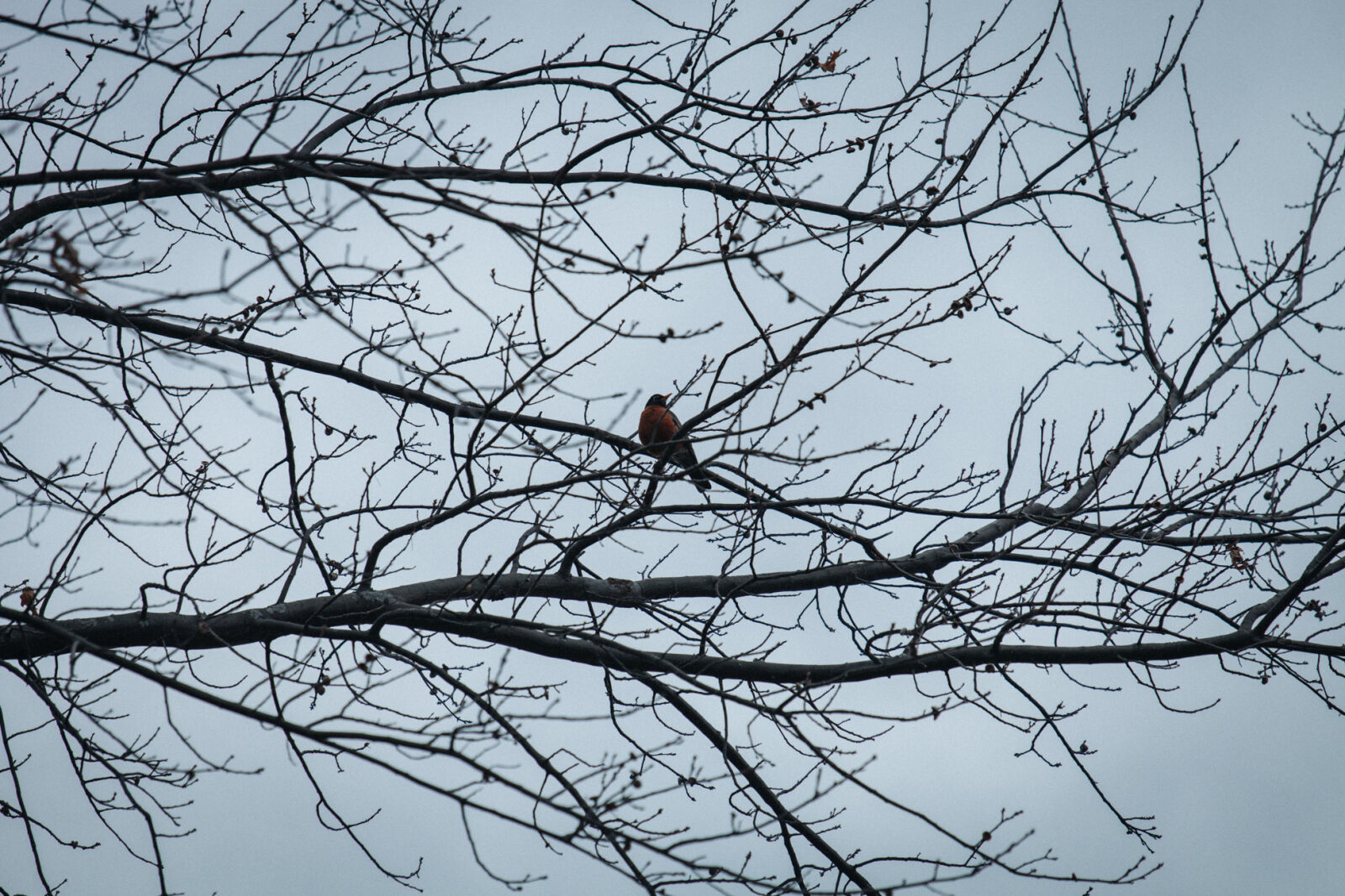 Canon EOS 5D Mark II + Canon EF 70-200mm F4L IS USM sample photo. Animal, bird, nature, outdoors photography