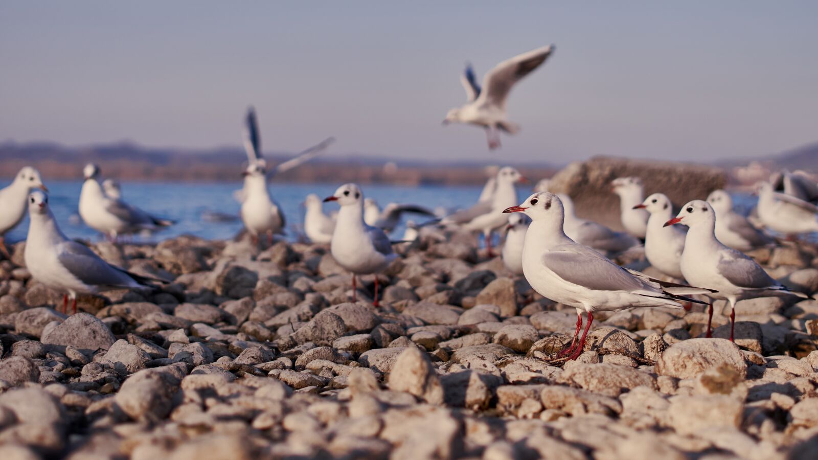 Sony a6000 + Sony FE 50mm F1.8 sample photo. Seagull, lake constance, lake photography