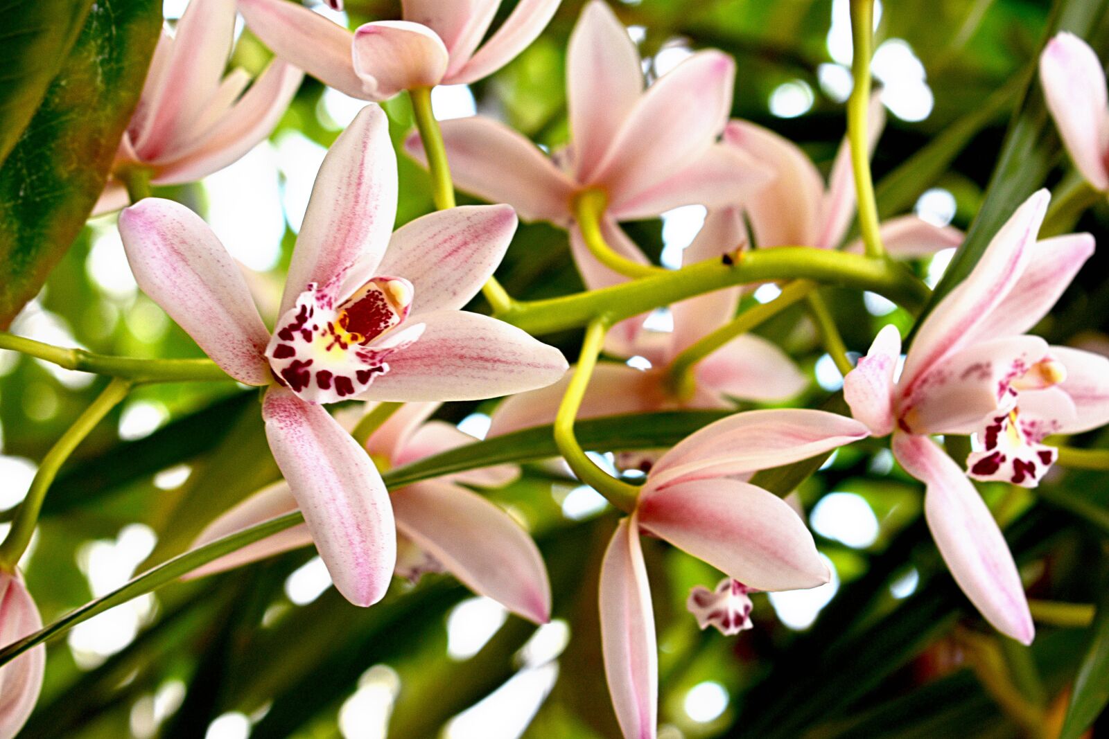 Nikon D3400 sample photo. Flower, flowers, flora photography