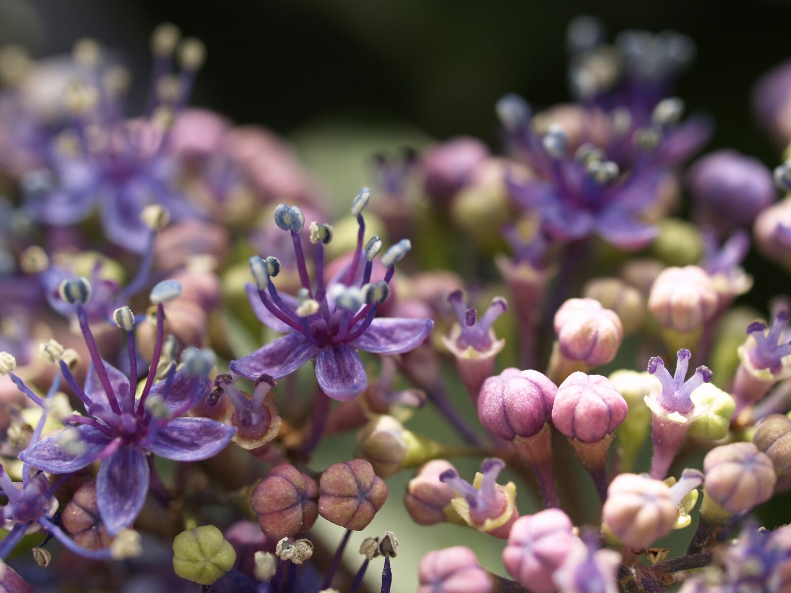 Olympus E-500 (EVOLT E-500) sample photo. Hydrangea, lacecap-hydrangea, flower photography