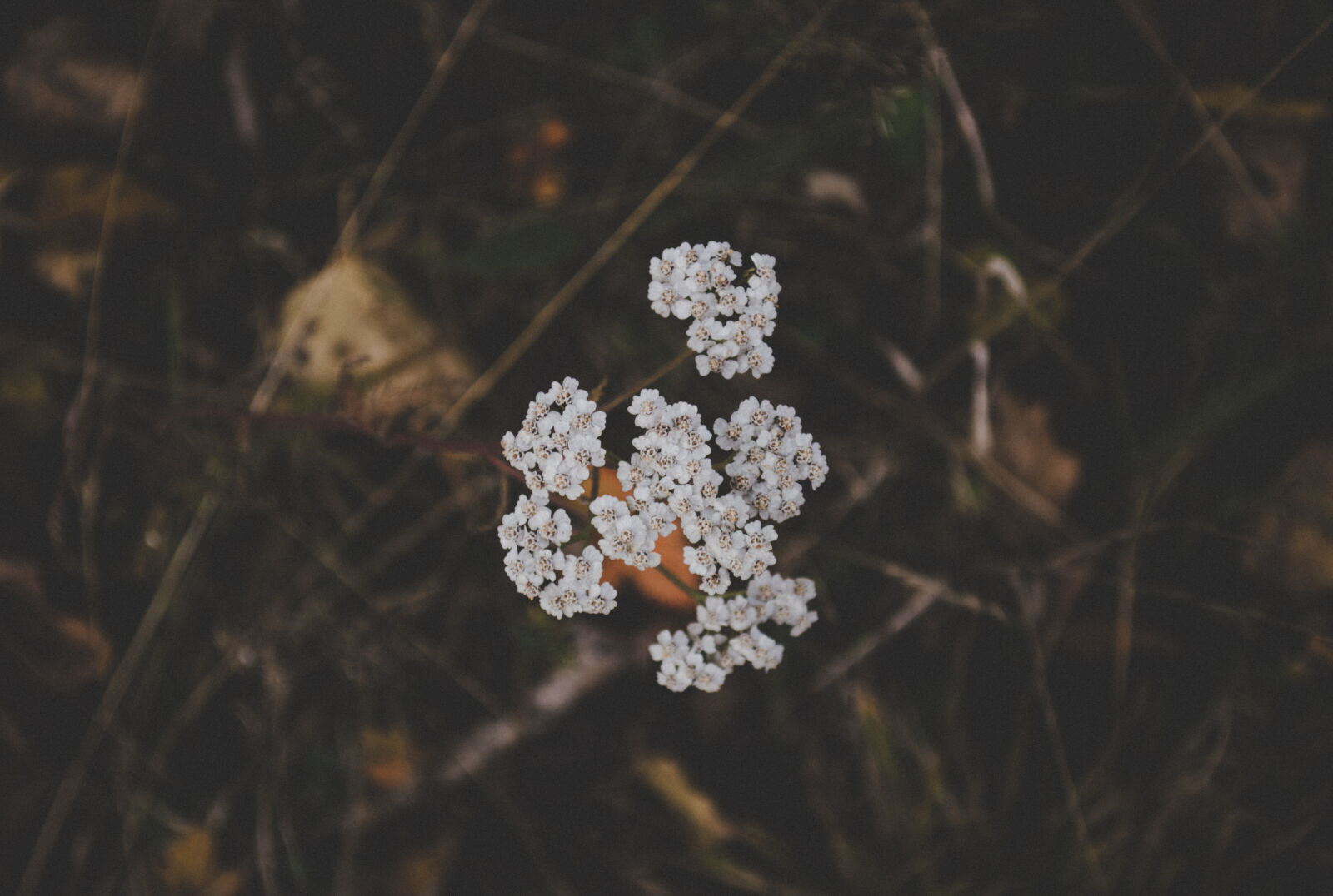 Nikon D3200 sample photo. White, clustered, flowers photography