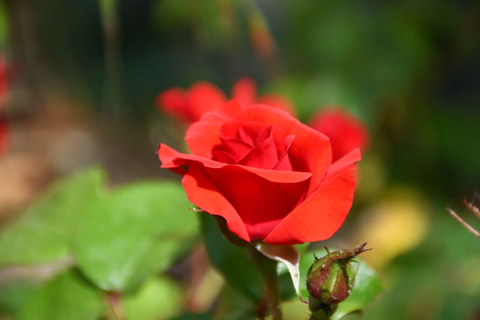 Nikon D7500 sample photo. Rose, flower, bloom photography