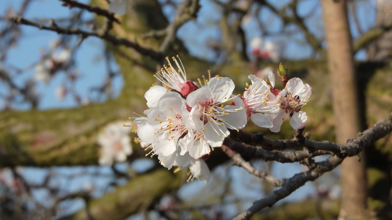 Nikon Coolpix P610 sample photo. Spring flowers, white flowers photography