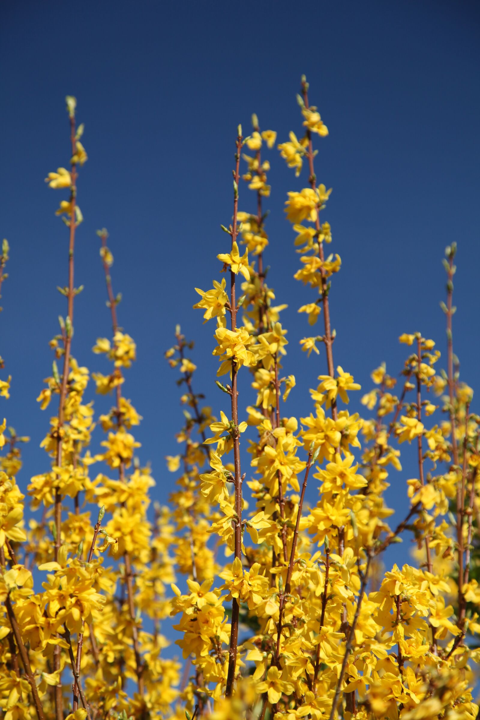 Canon EOS 5D Mark II sample photo. Winter jasmine, yellow, spring photography