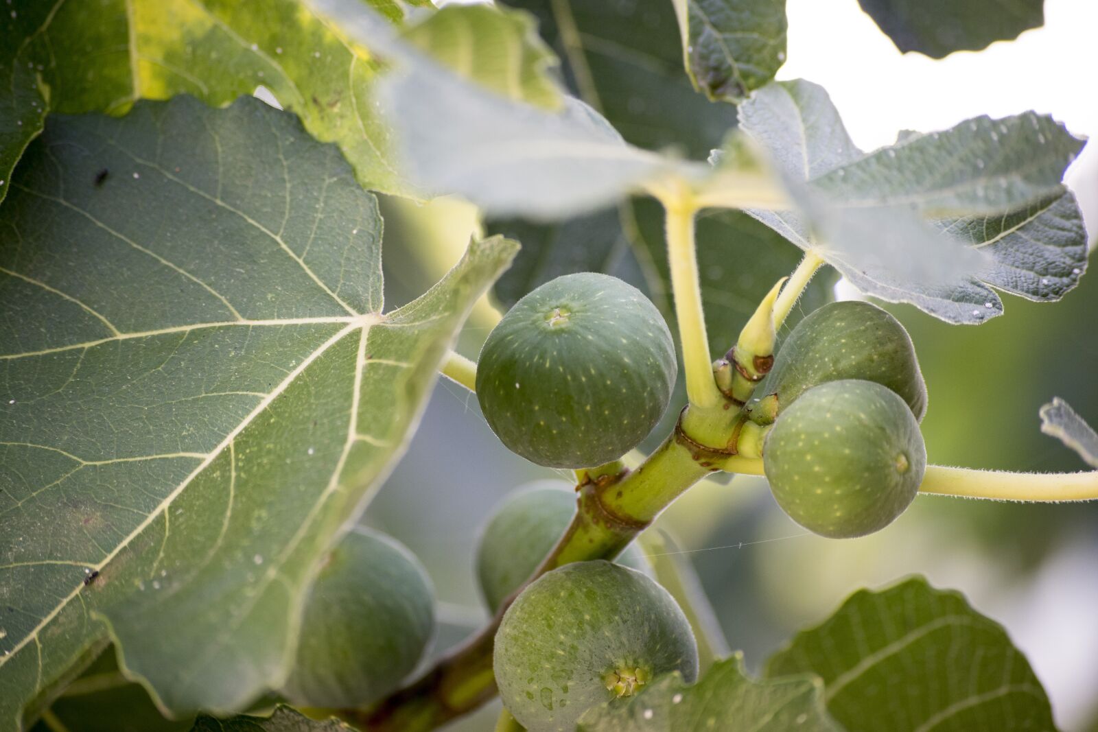 Nikon D5300 sample photo. Fig, food, tree photography