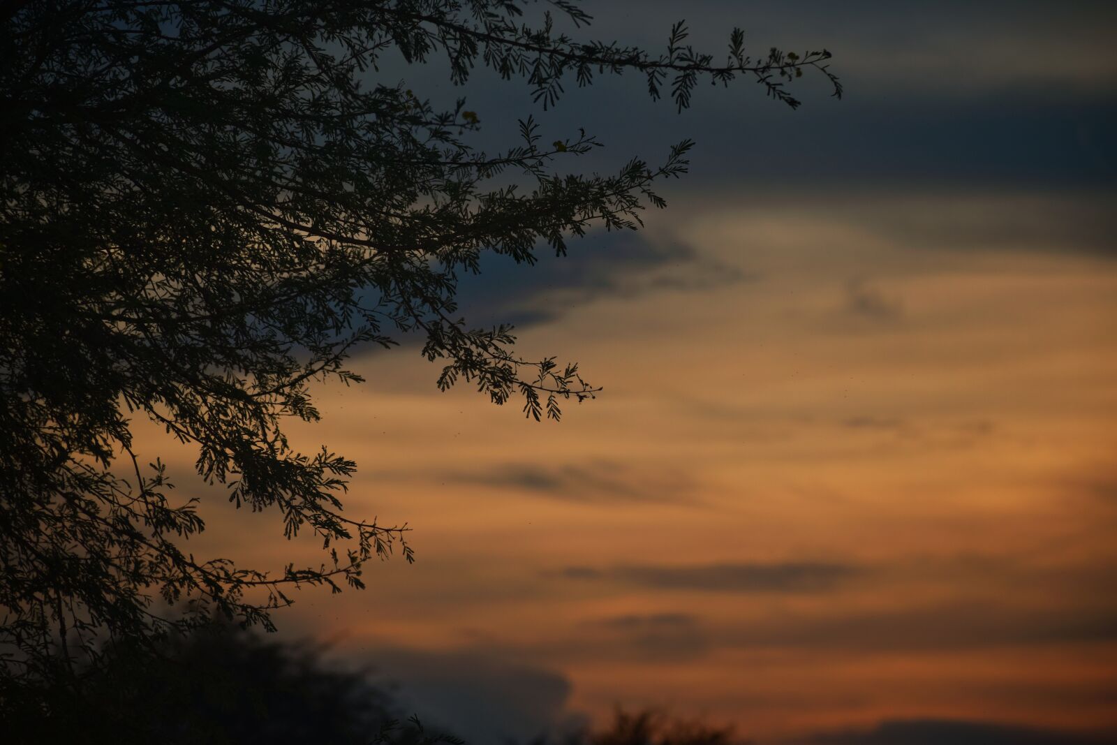 Nikon D5600 sample photo. Sunset, trees, silhouette photography
