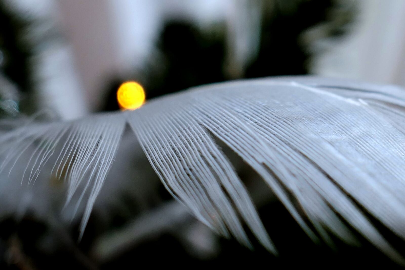 Panasonic Lumix DMC-LX10 (Lumix DMC-LX15) sample photo. Feather, white, nature photography