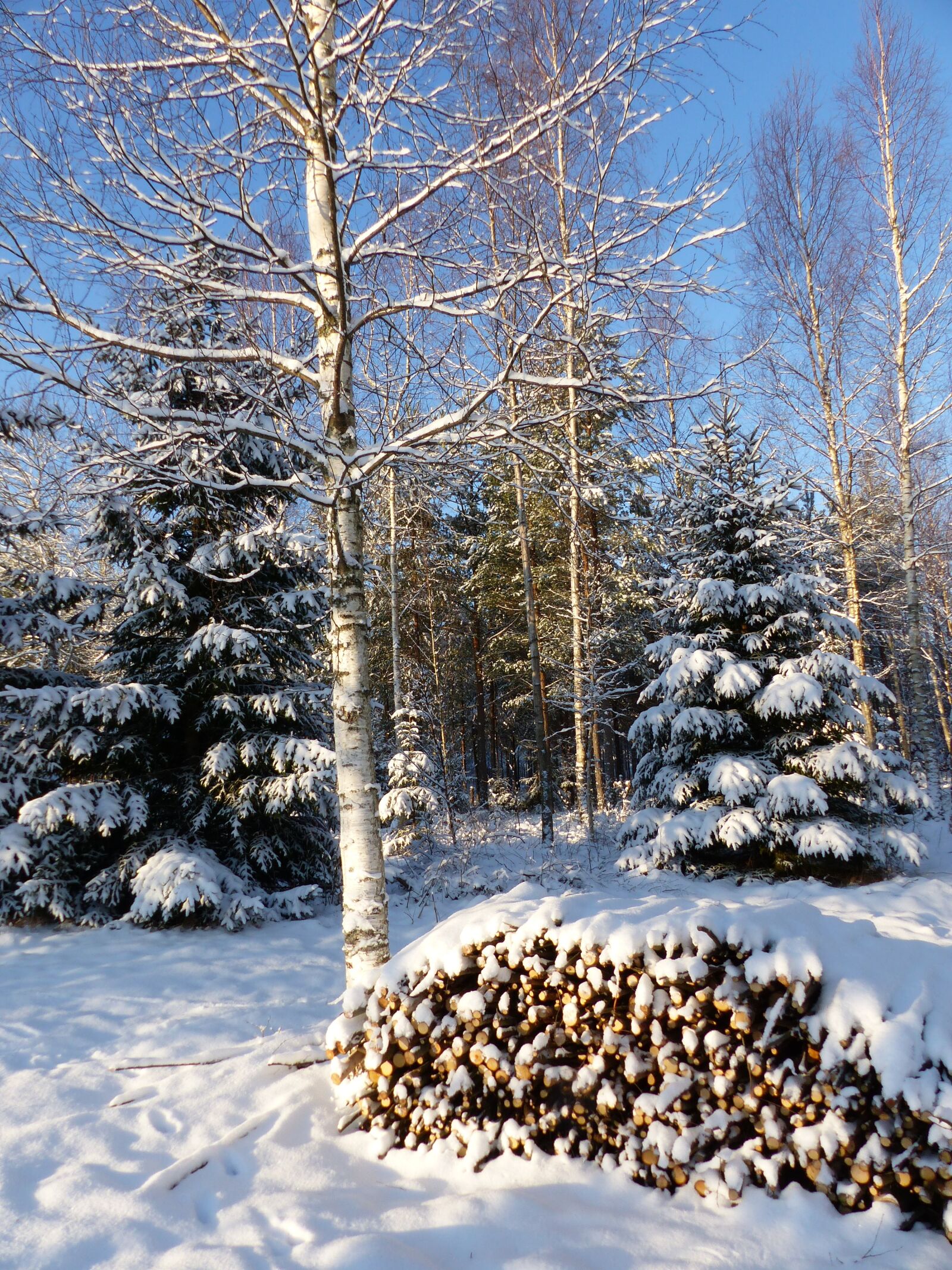 Panasonic Lumix DMC-FZ200 sample photo. Winter landscape, forest, tree photography