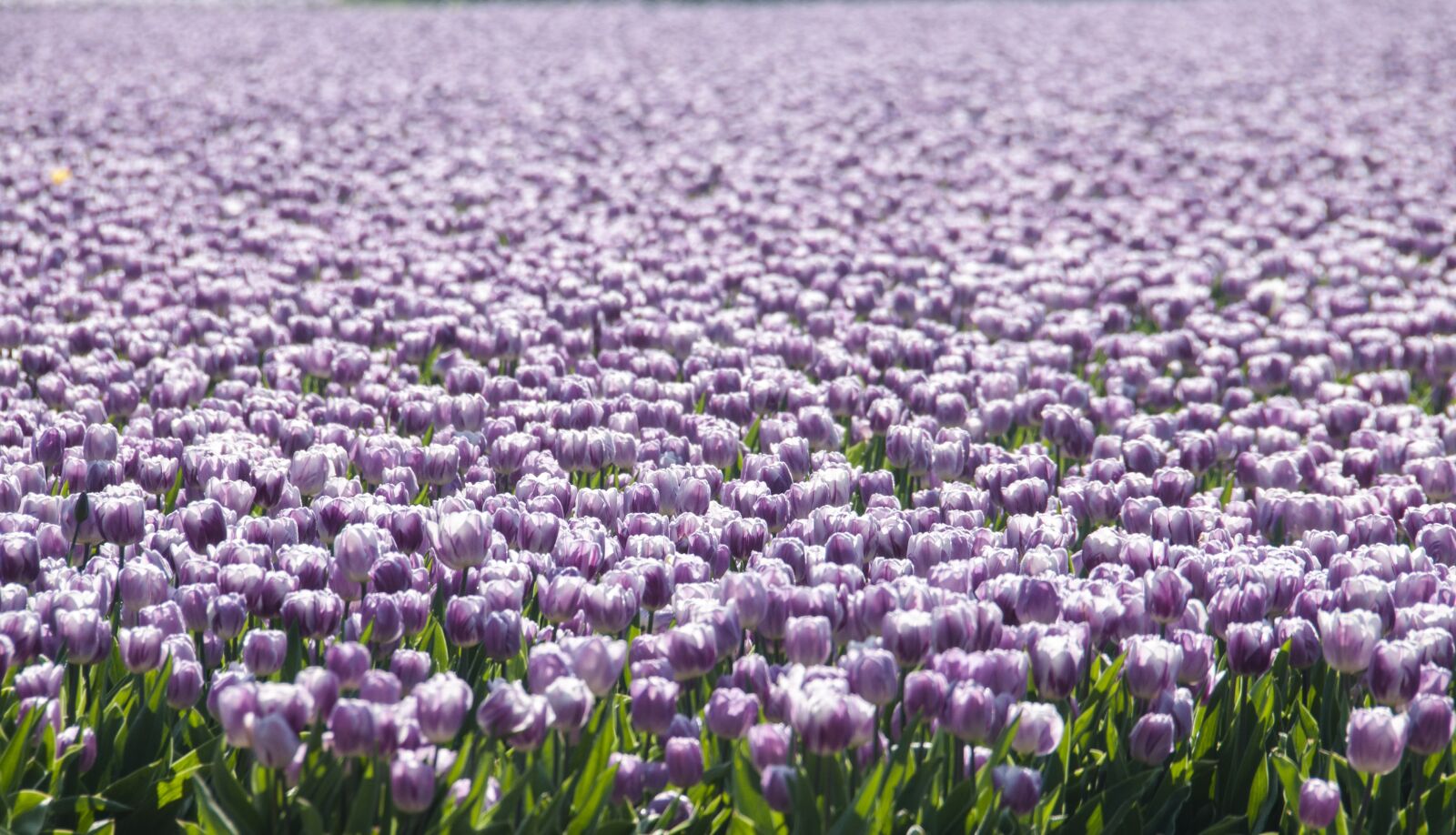 Nikon D300S sample photo. Tulips, spring, april photography