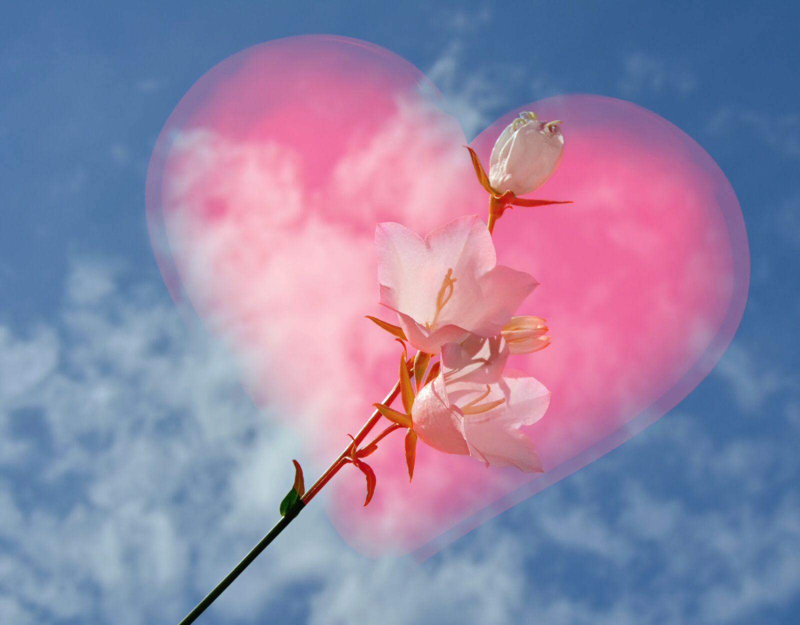 Nikon D5100 sample photo. White, red, pink photography