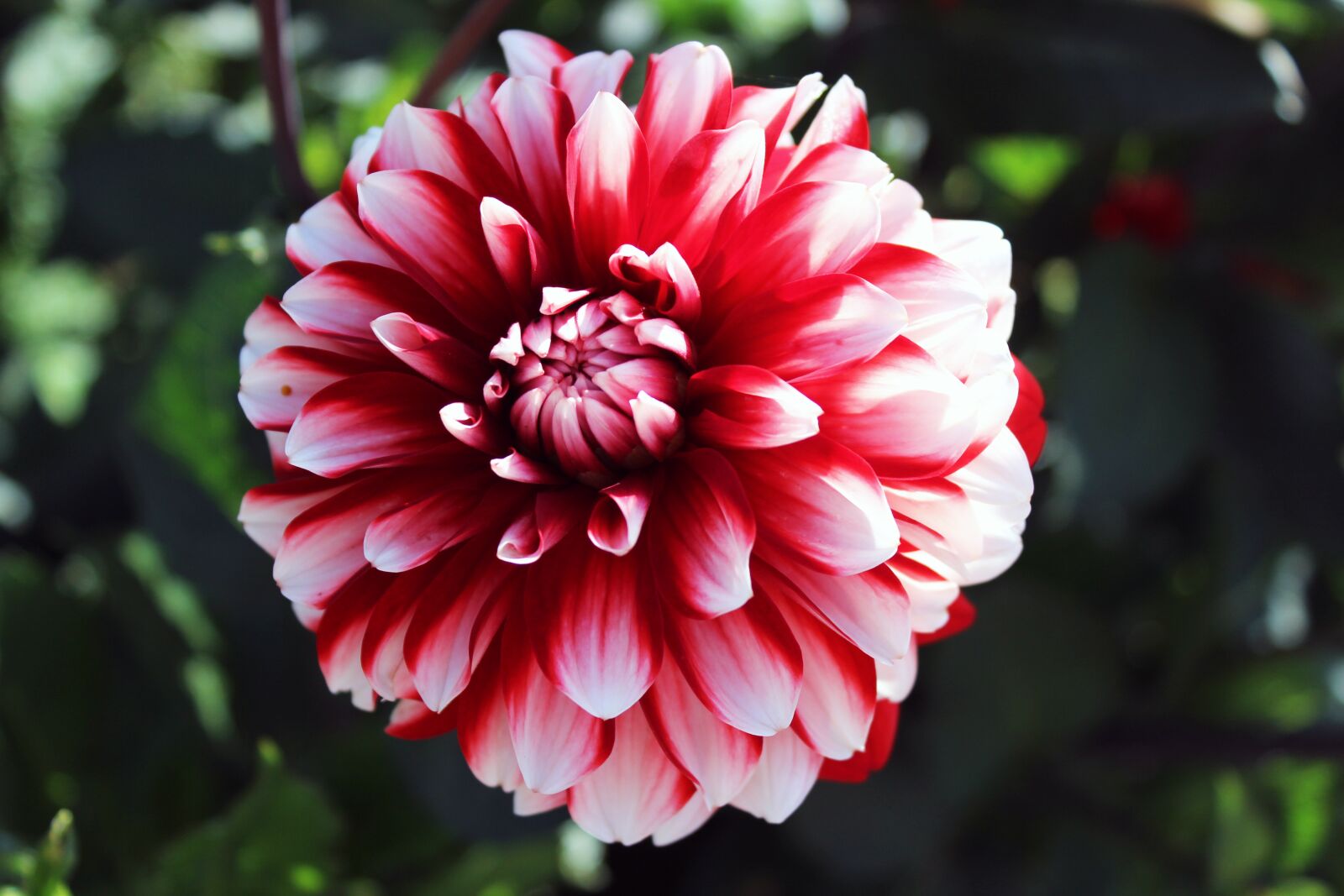 Canon EOS 600D (Rebel EOS T3i / EOS Kiss X5) sample photo. Flowers, natural, summer photography