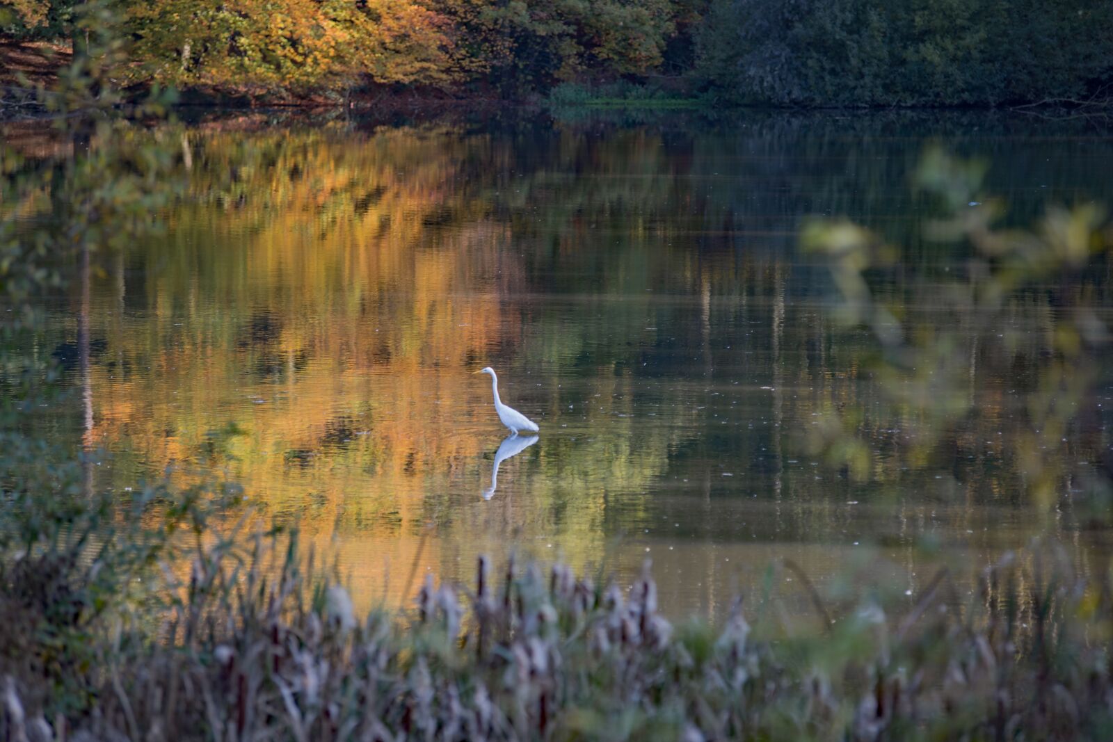 Canon EOS 6D Mark II sample photo. White heron, autumn, waterfowl photography