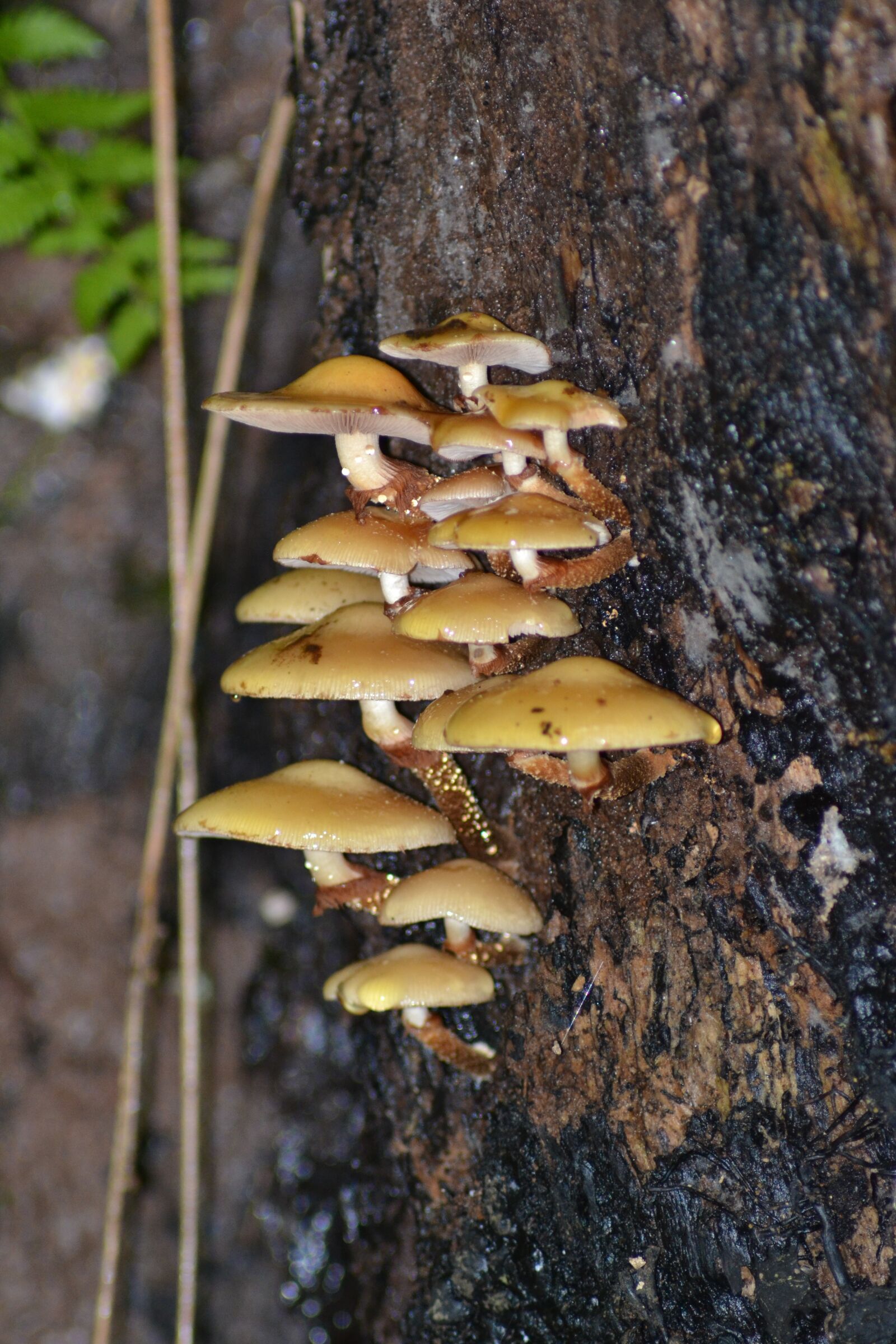 Nikon D3100 sample photo. Mushrooms, tree, tree fungus photography