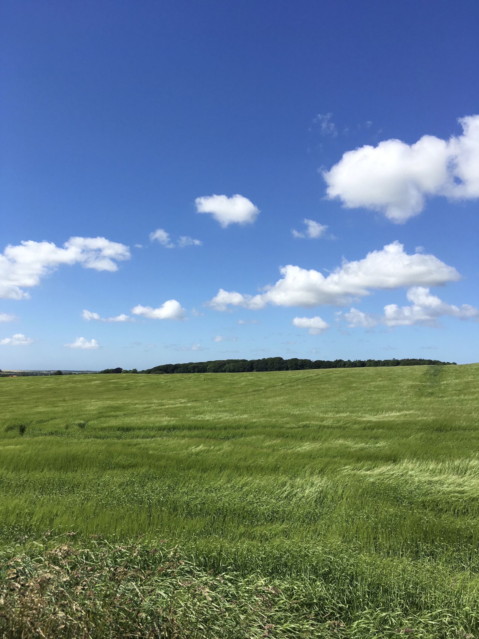 iPhone SE back camera 4.15mm f/2.2 sample photo. Summer, denmark, landscape photography