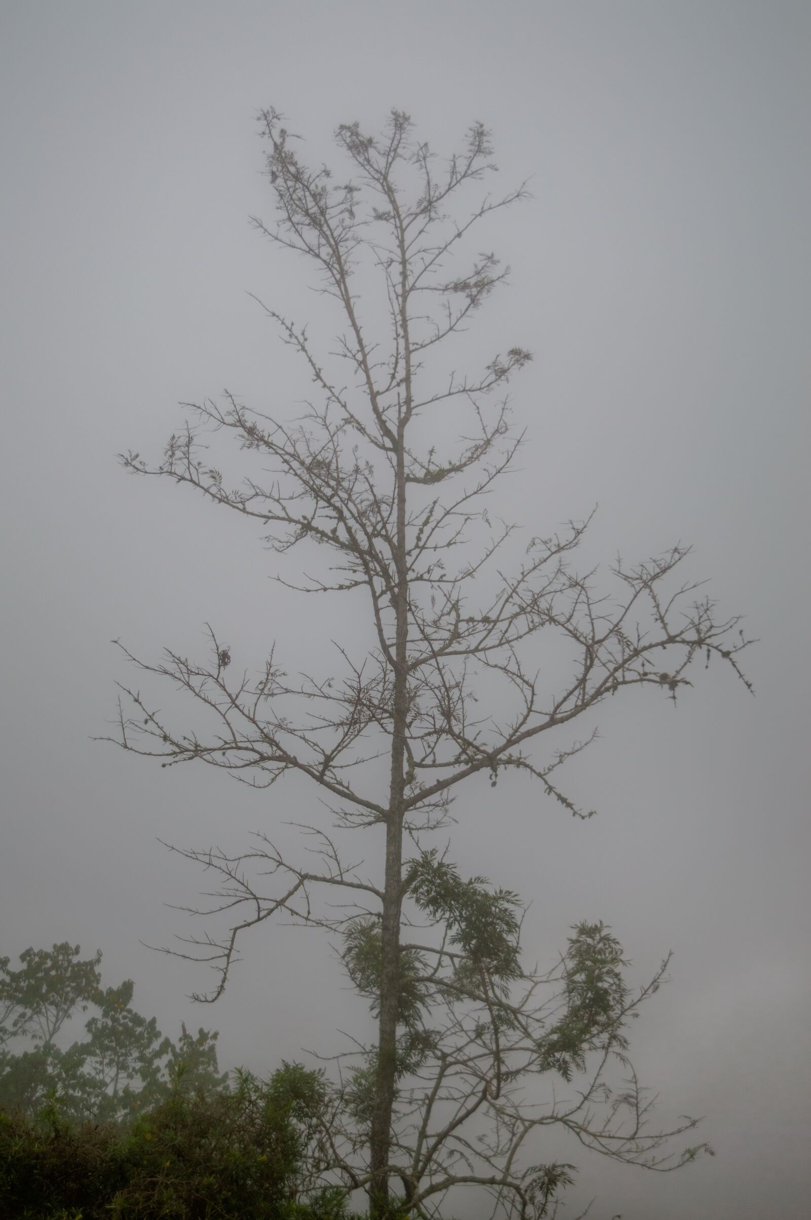Nikon D3200 sample photo. Fog, tree, forest photography