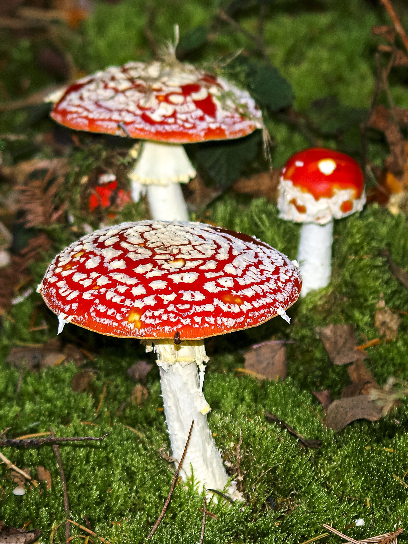 Olympus E-3 sample photo. Mushroom, fly agaric, nature photography