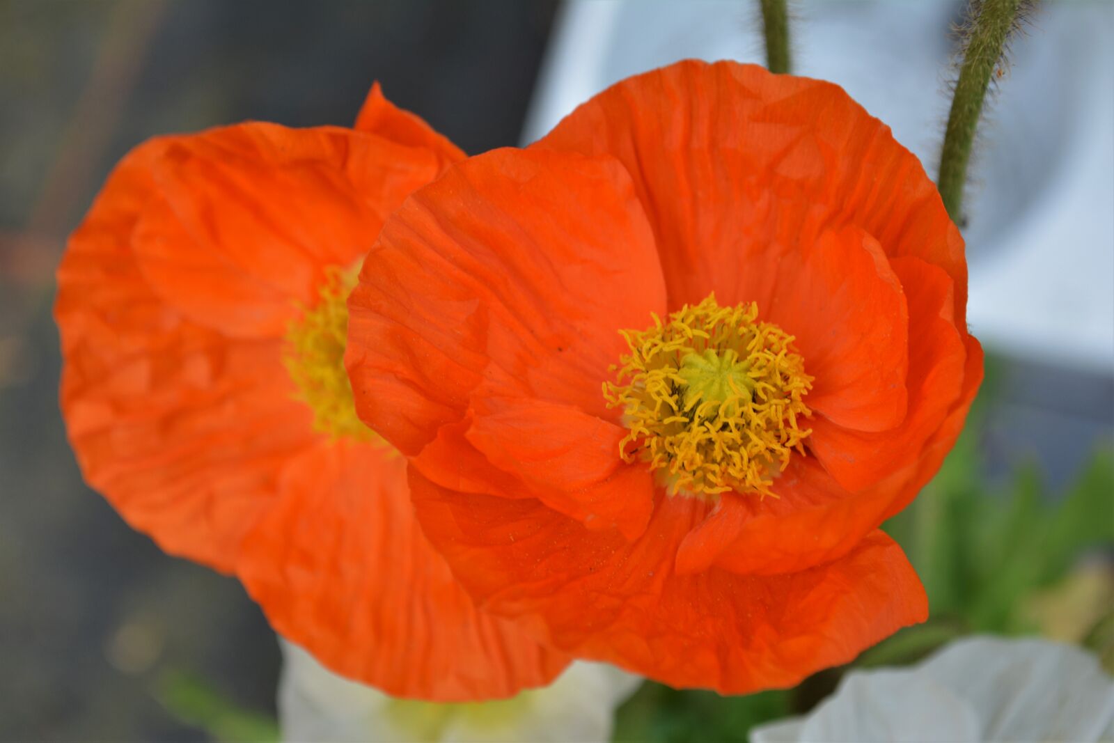 Nikon D5200 sample photo. Poppy, orange, flower photography