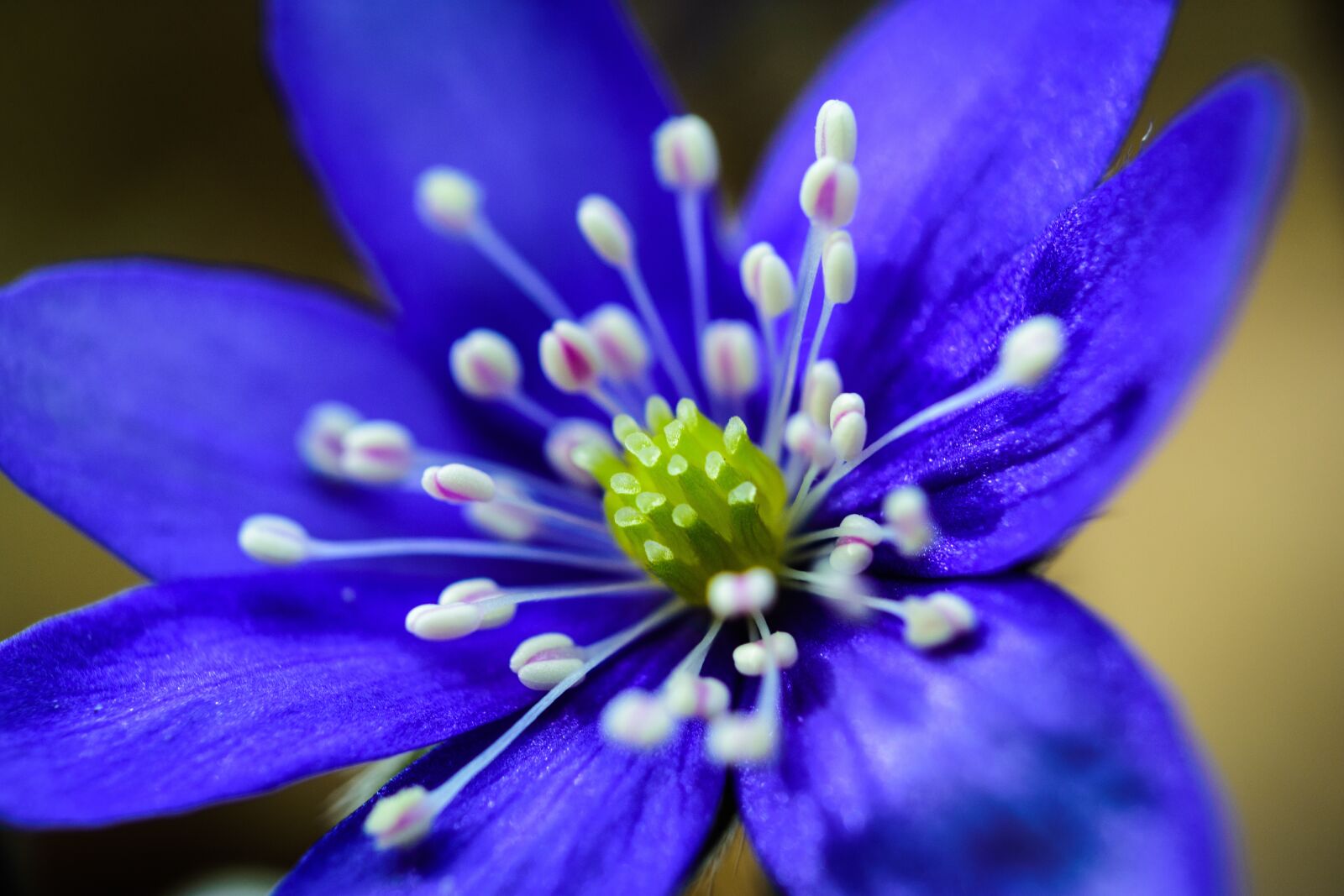 Nikon D7200 sample photo. Spring, flowers, garden photography