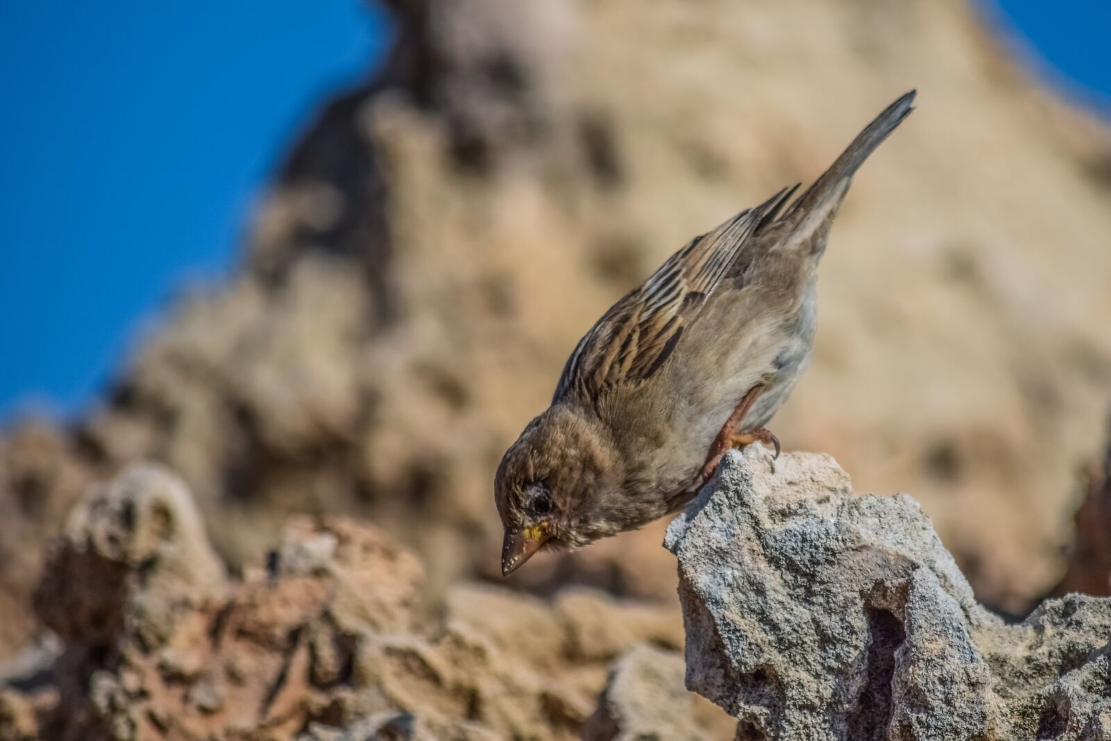 Nikon D3300 sample photo. Sparrow, bird, nature photography