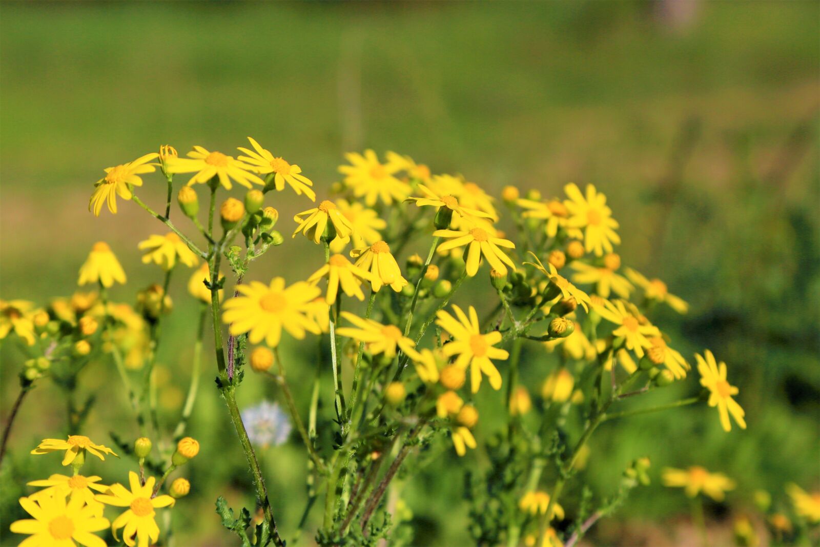 Canon EOS 5D Mark III sample photo. Flowers, yellow, spring photography