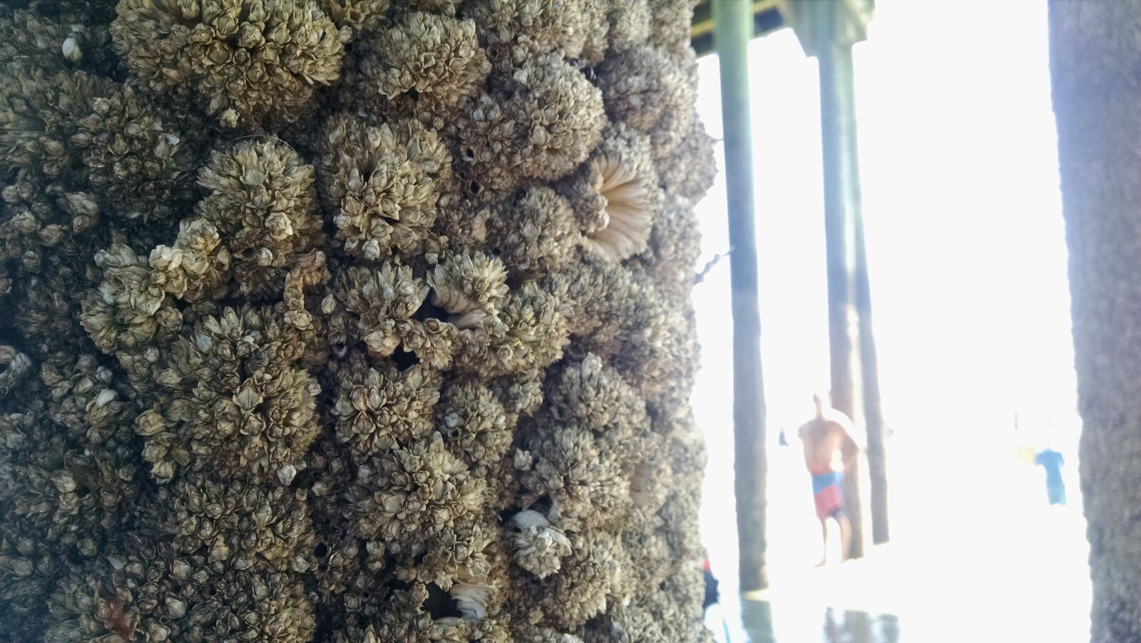 Motorola Moto X (1st Gen) sample photo. Barnacles, beach, ocean, pillar photography