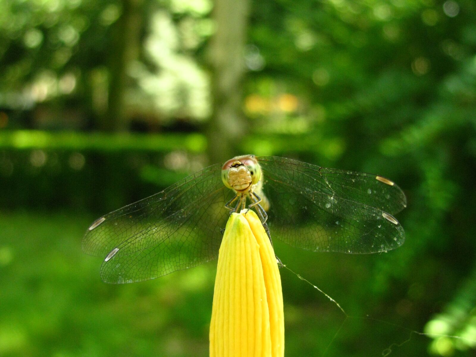Canon PowerShot SX110 IS sample photo. Dragonfly, insects, insect photography