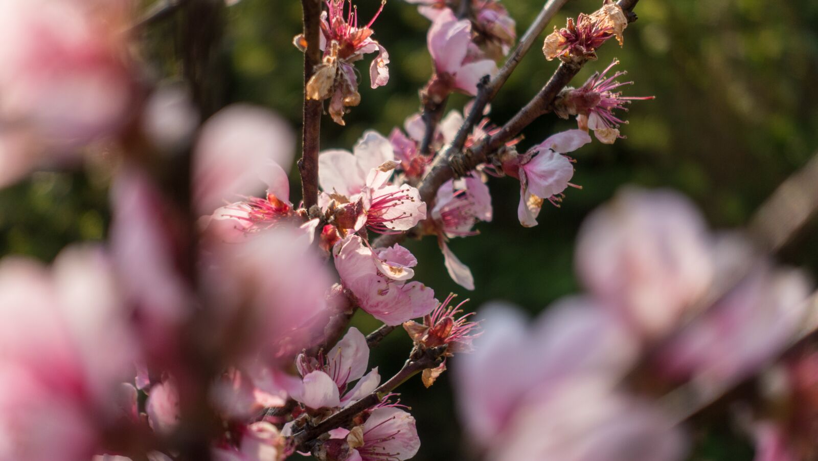 Sony Cyber-shot DSC-RX100 III sample photo. Nature, tree, plant photography