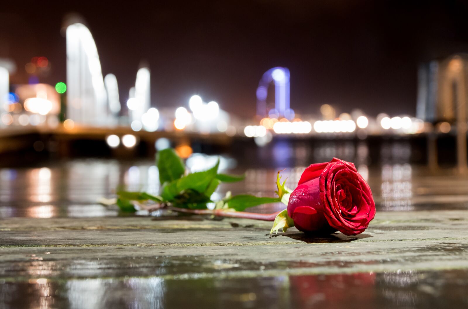 Nikon D5500 sample photo. Flower, rose city, sea photography