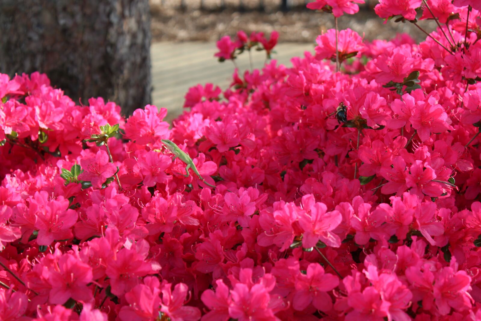Canon EOS 1200D (EOS Rebel T5 / EOS Kiss X70 / EOS Hi) sample photo. Pink, flowers, lizard photography