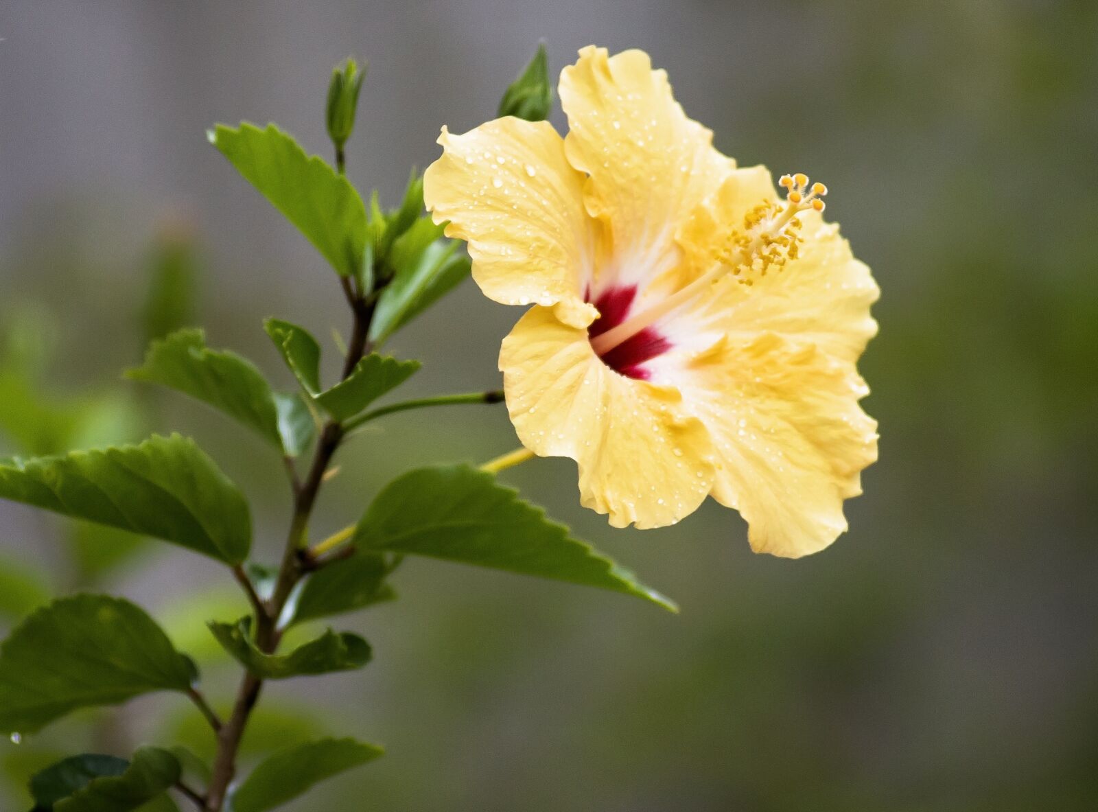 Nikon D7100 sample photo. Hibiscus, tropical, flower photography