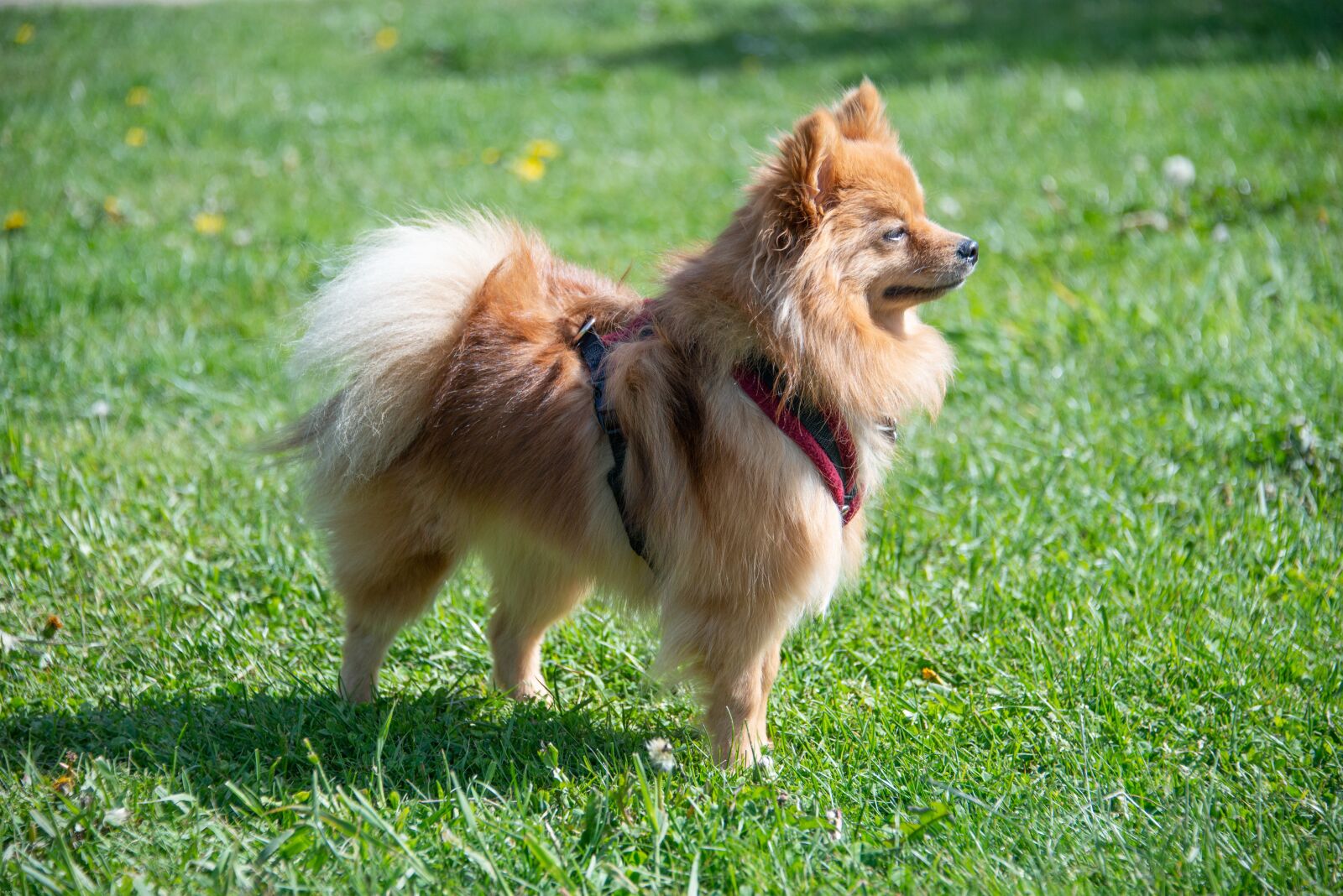 Nikon D800 sample photo. Pomeranian, dog, small photography