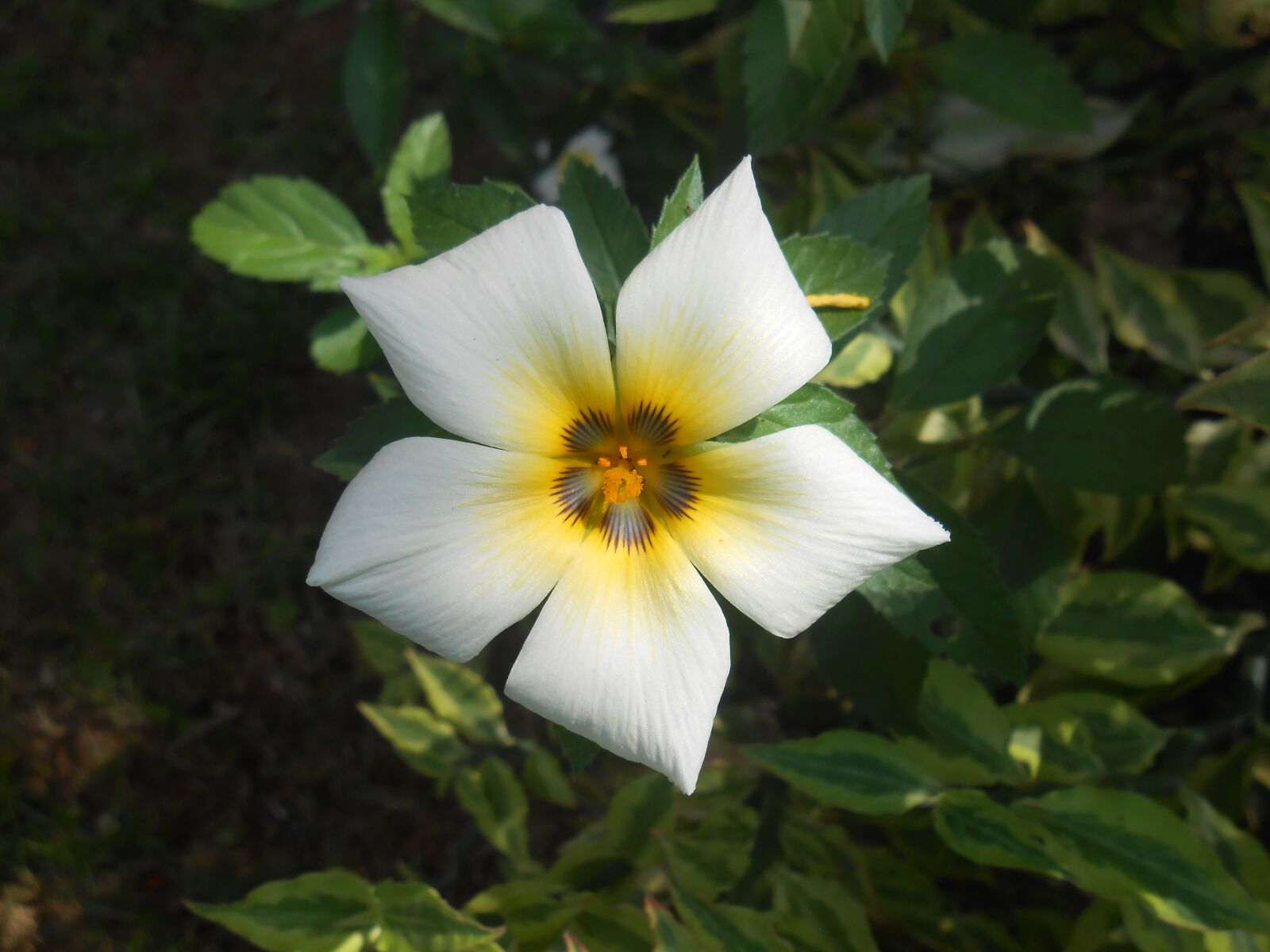 Nikon Coolpix S3300 sample photo. Flower, white, plant photography