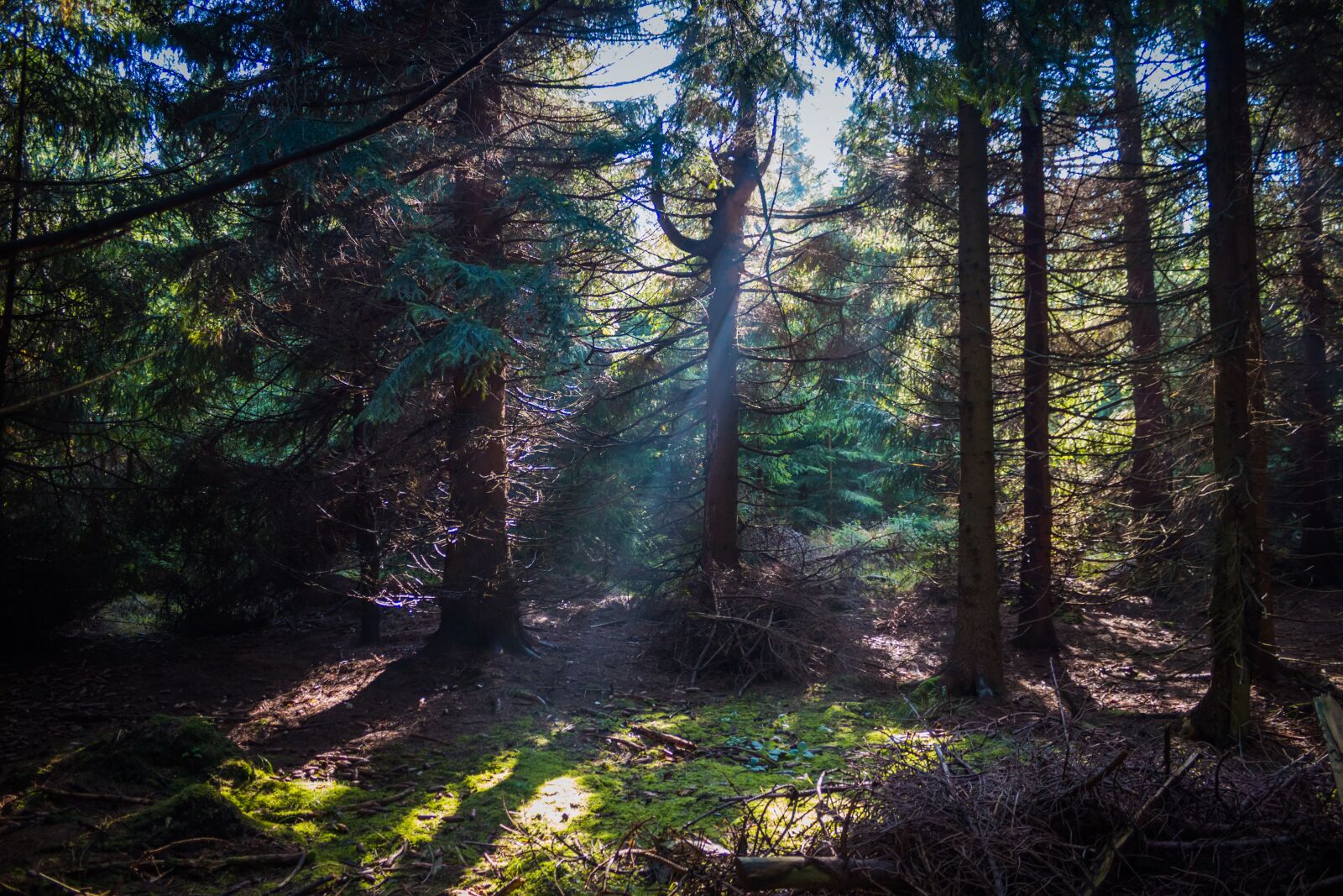 Canon EOS 100D (EOS Rebel SL1 / EOS Kiss X7) sample photo. Forest, trees, fog photography