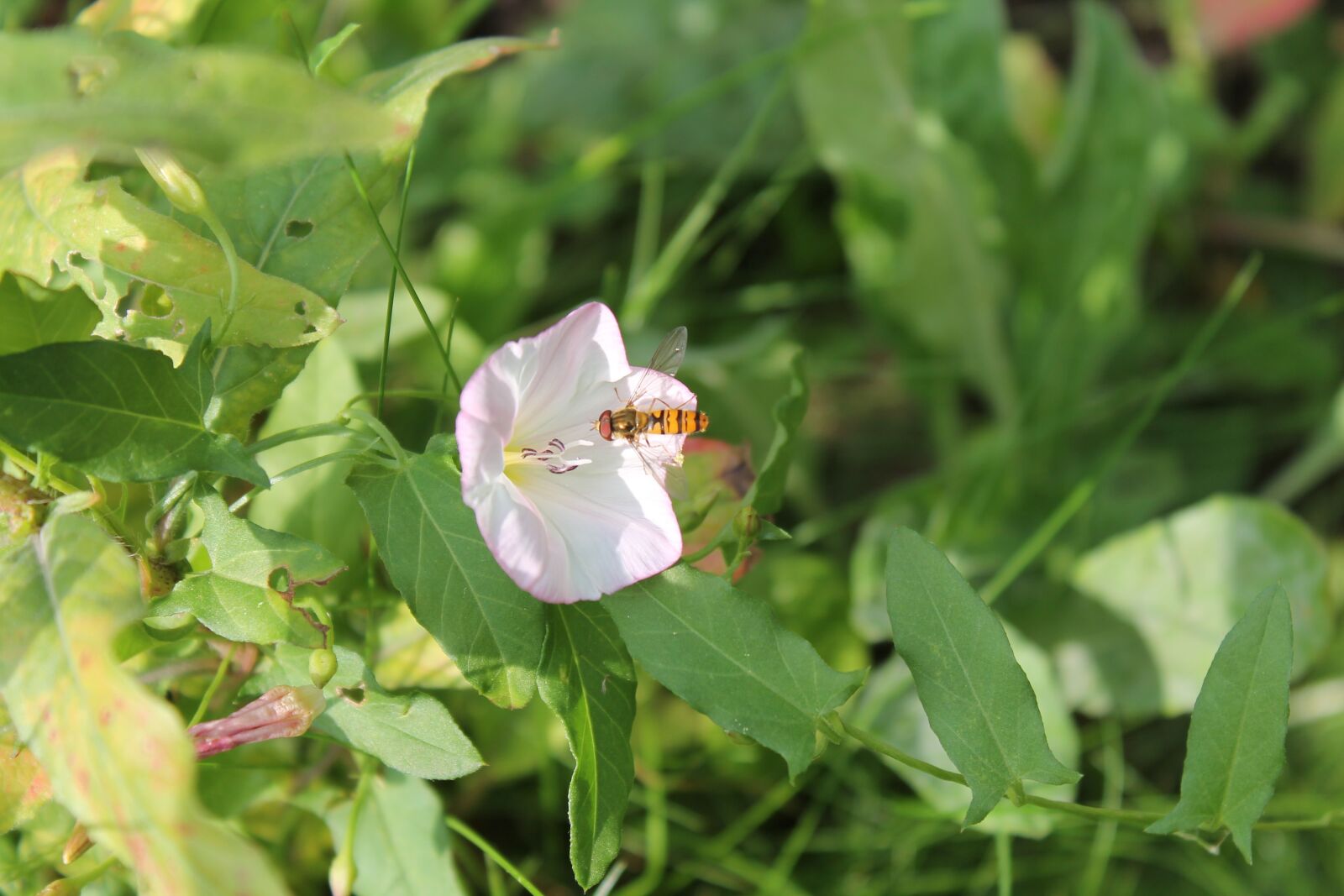 Canon EOS 1100D (EOS Rebel T3 / EOS Kiss X50) sample photo. Hoverfly, insect, flower photography