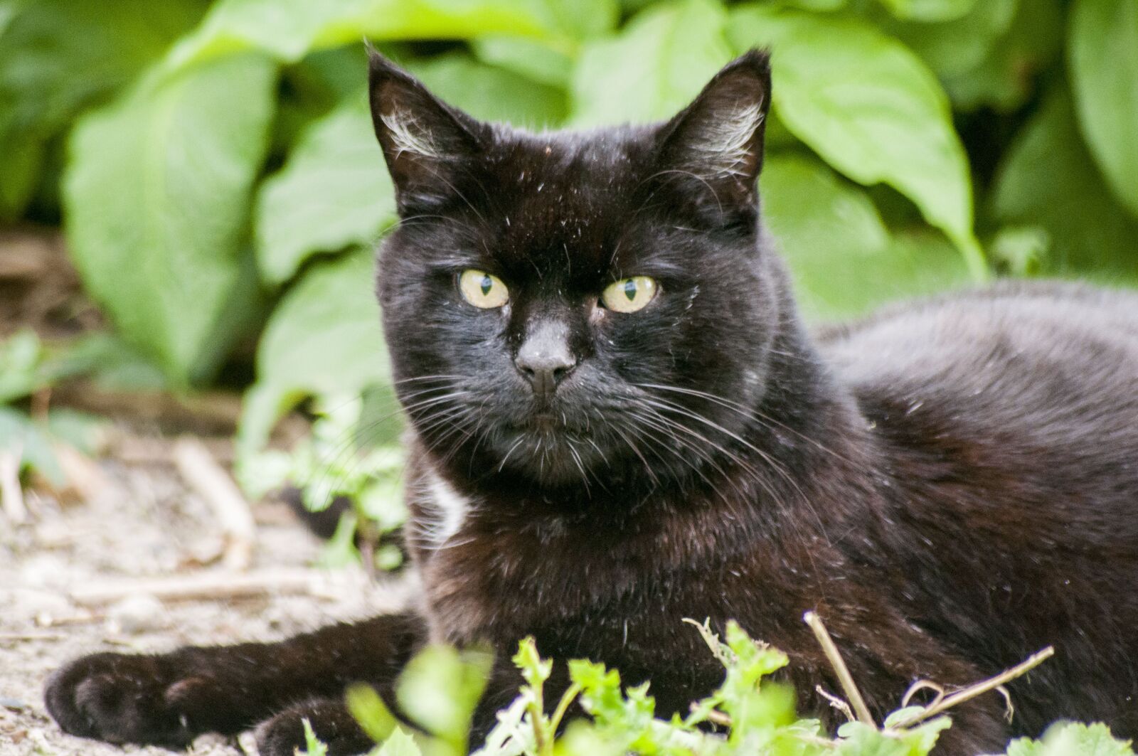 Nikon D5000 sample photo. Cat, black, black cat photography