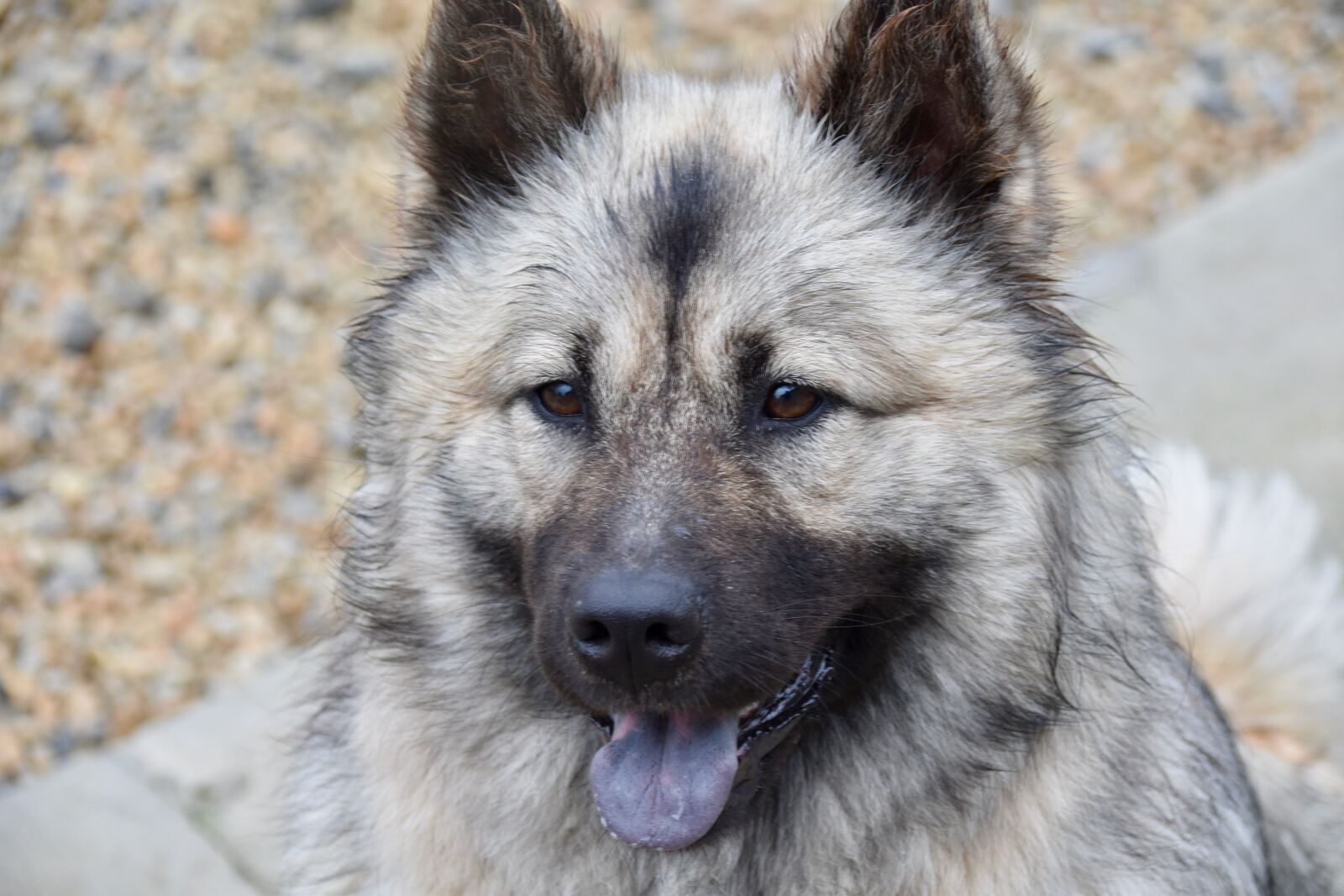 Nikon D5600 sample photo. Dog, dog eurasier, dog photography