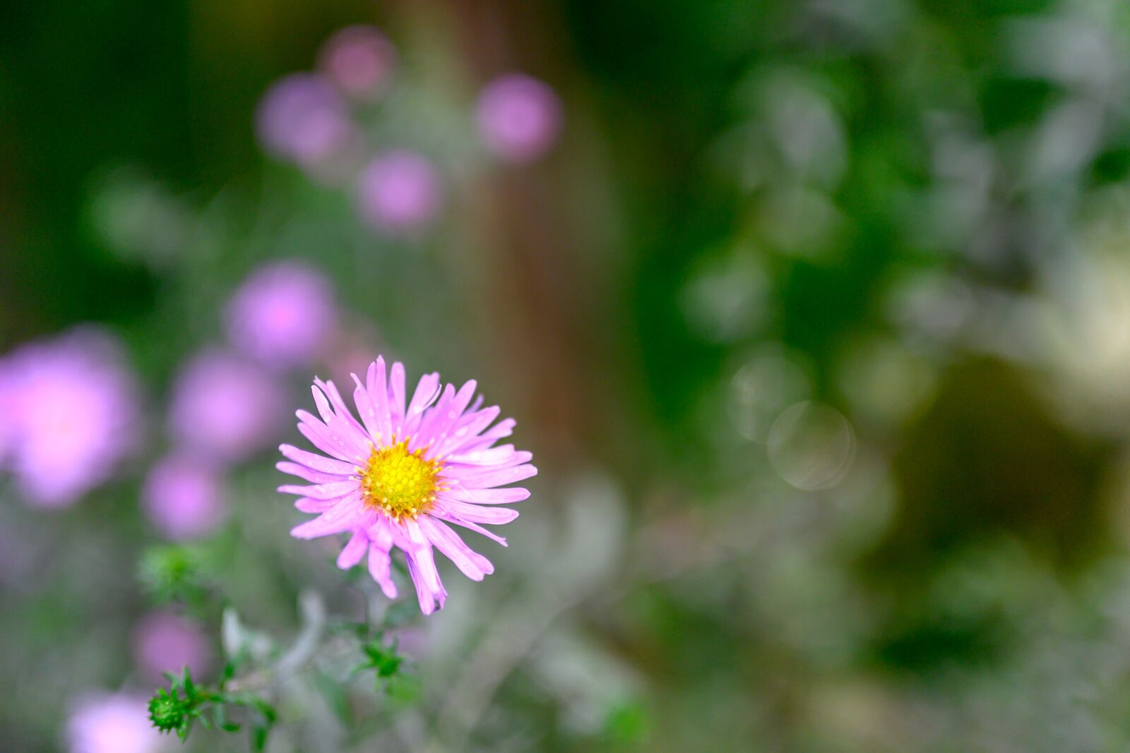 Nikon Nikkor Z 50mm F1.8 S sample photo. Flower power, flower, garden photography
