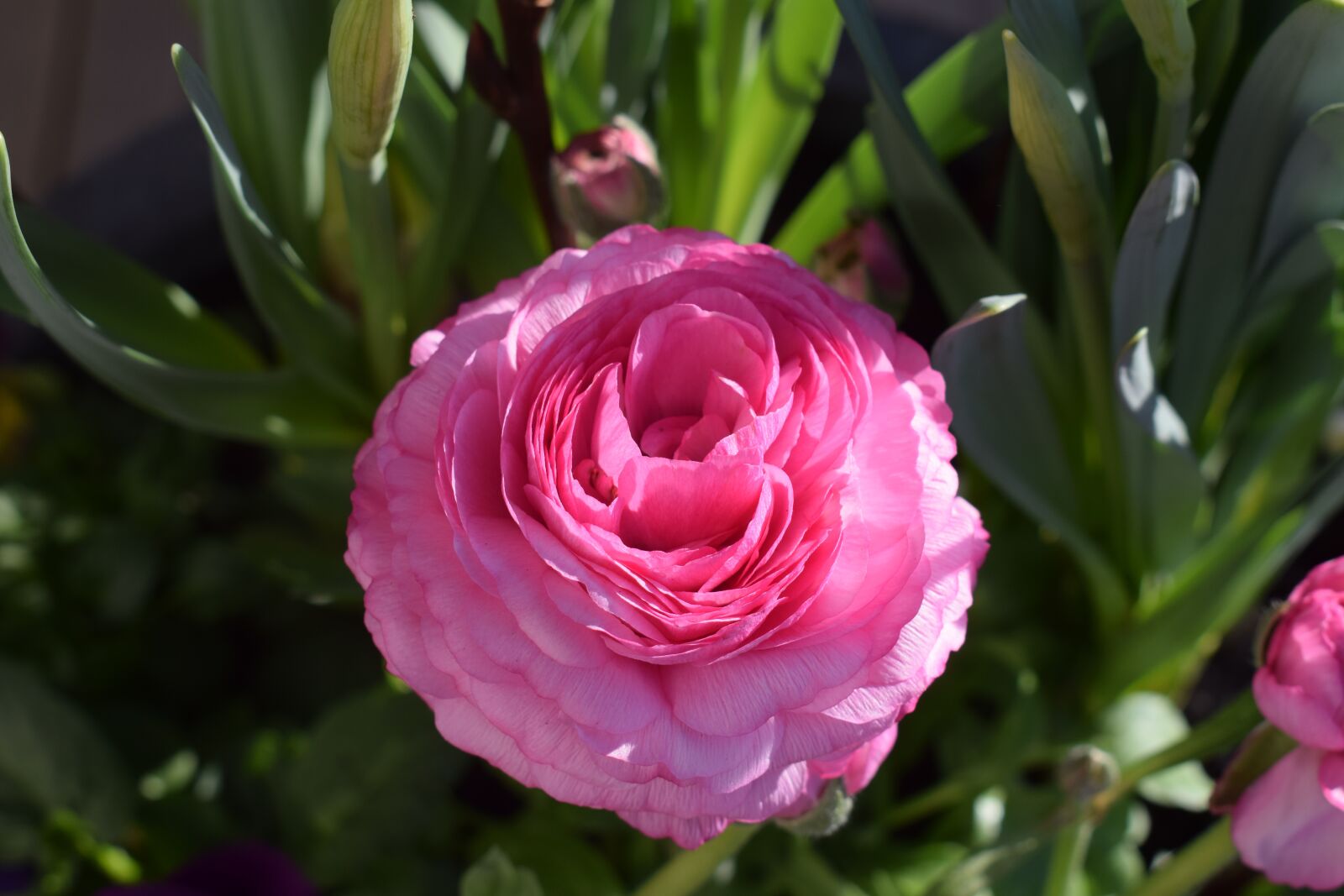 Nikon D3300 sample photo. Ranukel, pink, flower photography