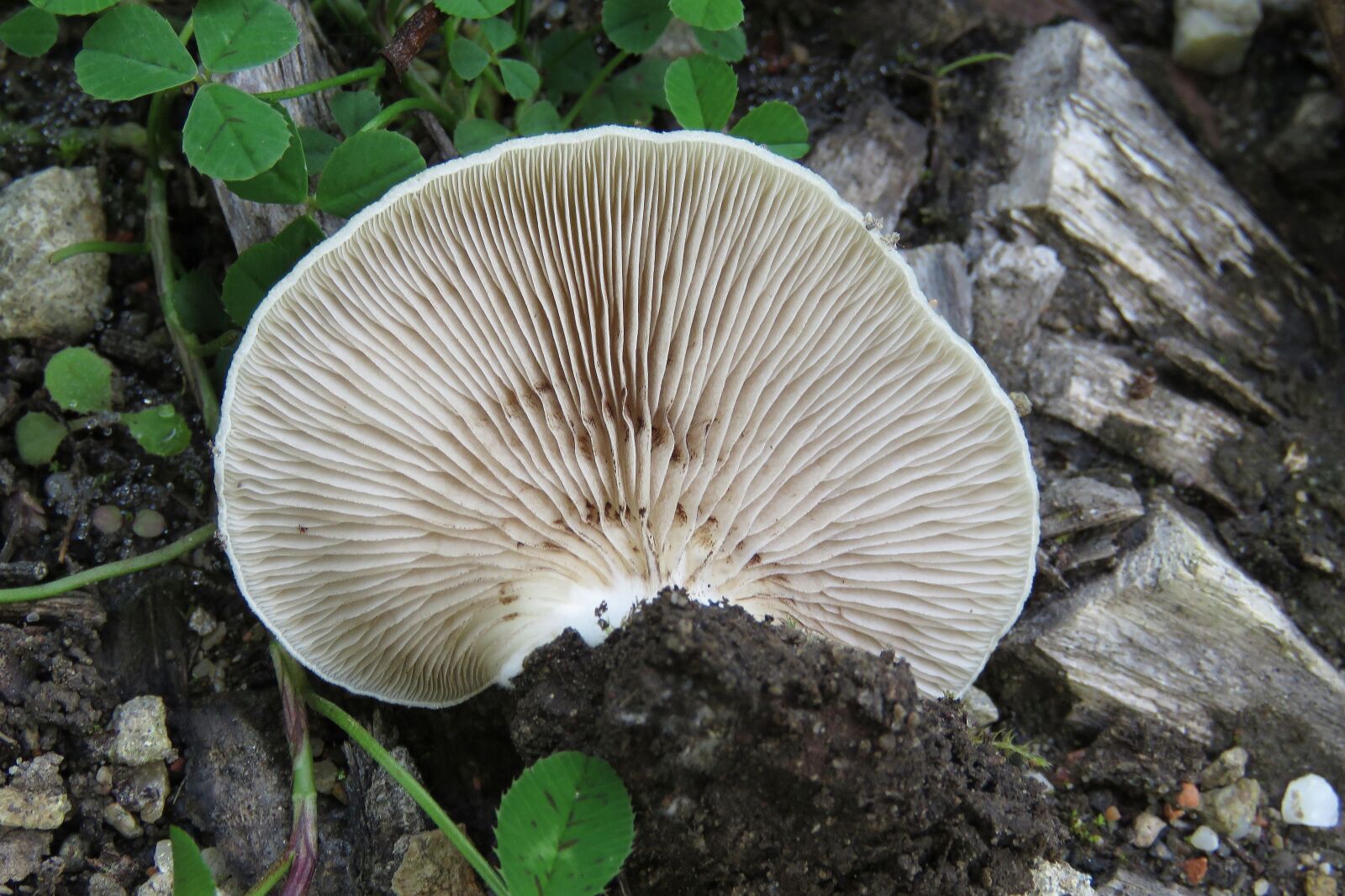 Canon PowerShot SX60 HS sample photo. Fungi, mushroom, nature photography