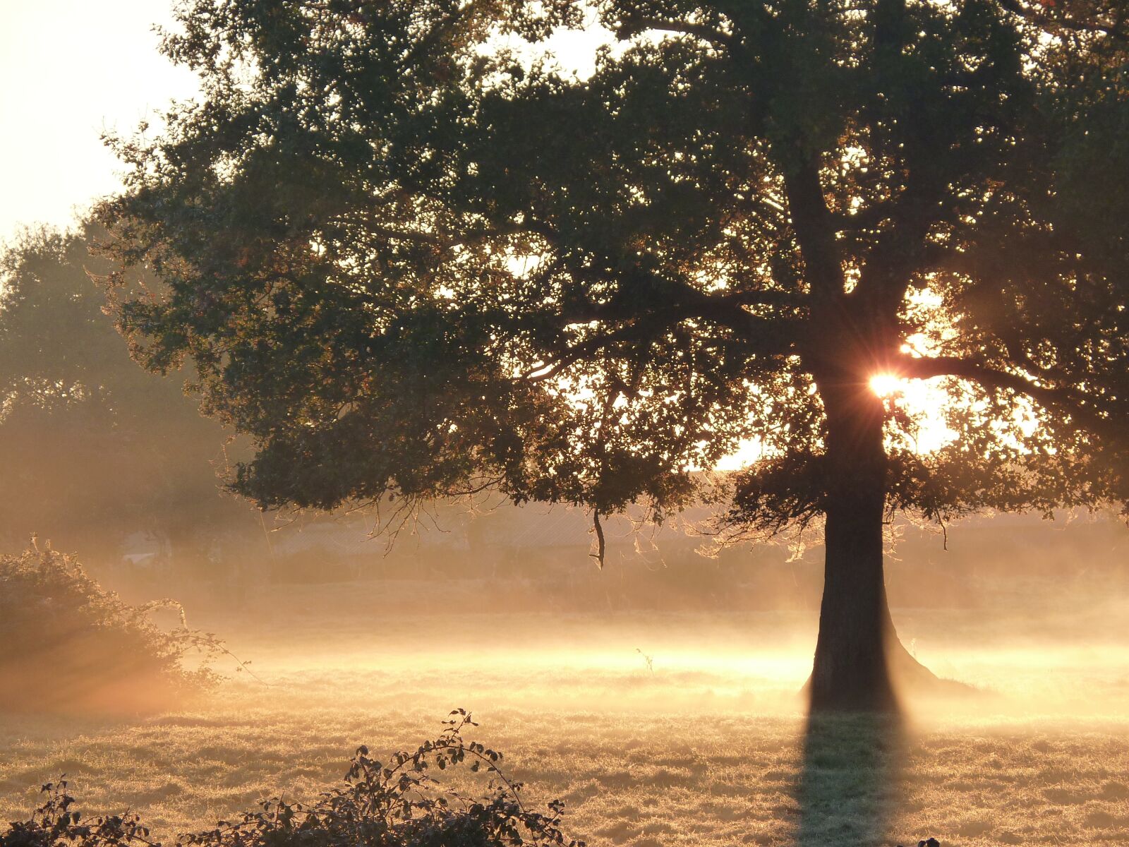Panasonic Lumix DMC-FZ35 (Lumix DMC-FZ38) sample photo. Fall, mist, sun photography