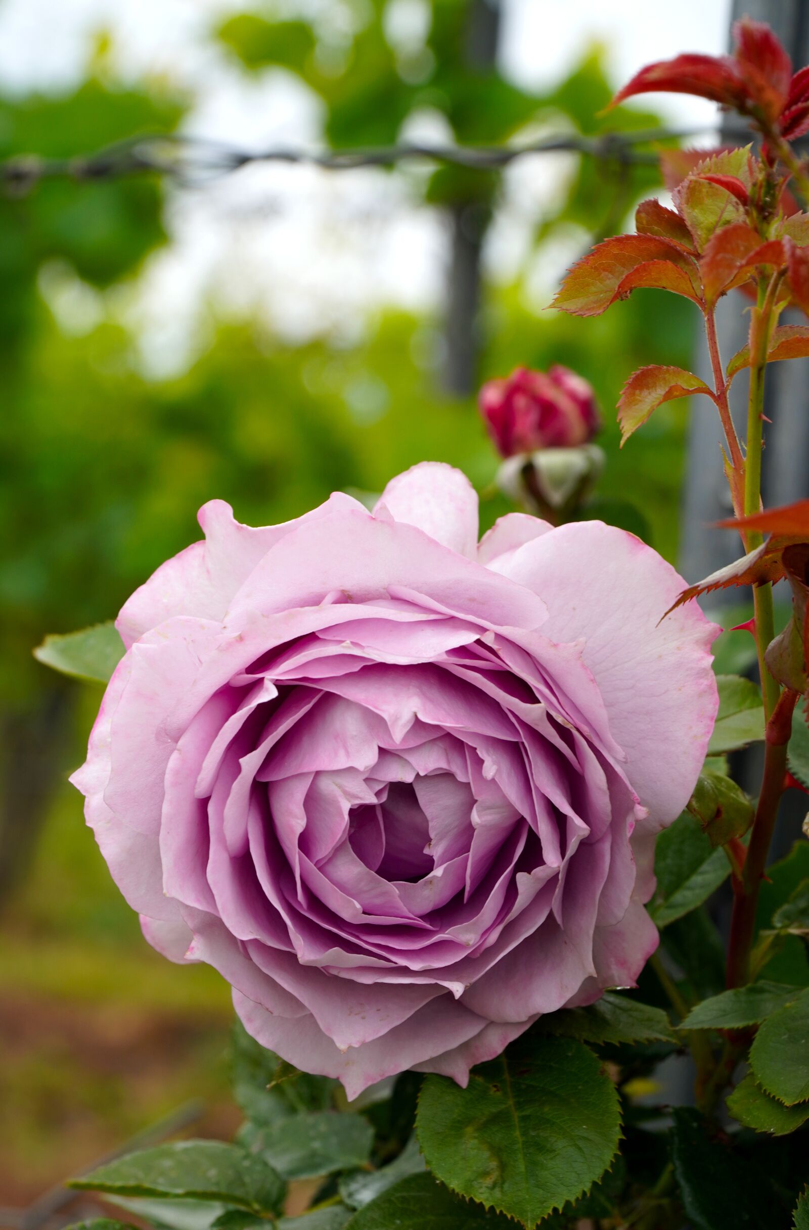 Sony E PZ 18-105mm F4 G OSS sample photo. Rose, blossom, bloom photography