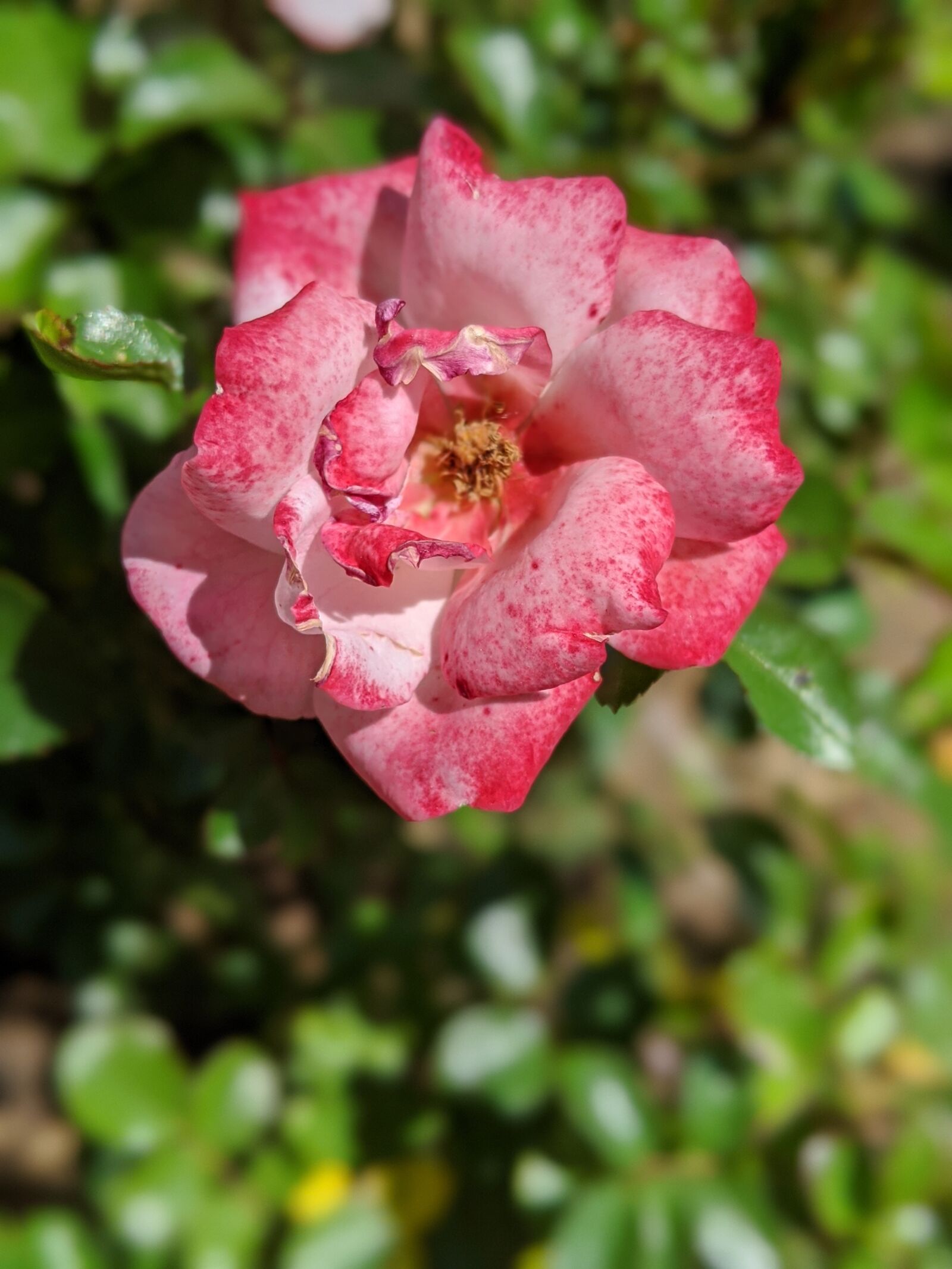 Google Pixel 3 XL sample photo. Unique, red, rose photography