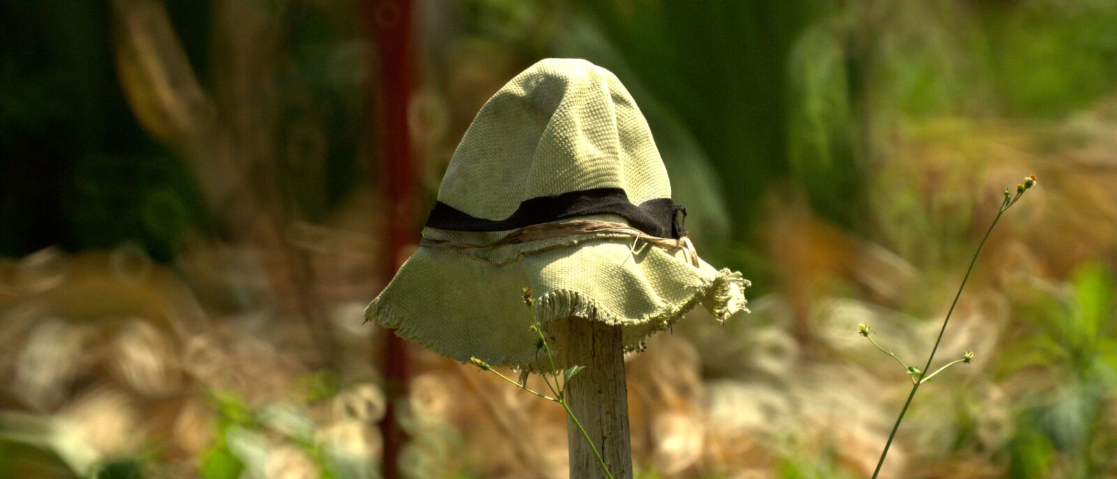 Sony SLT-A58 sample photo. Nature, landscape, hat photography